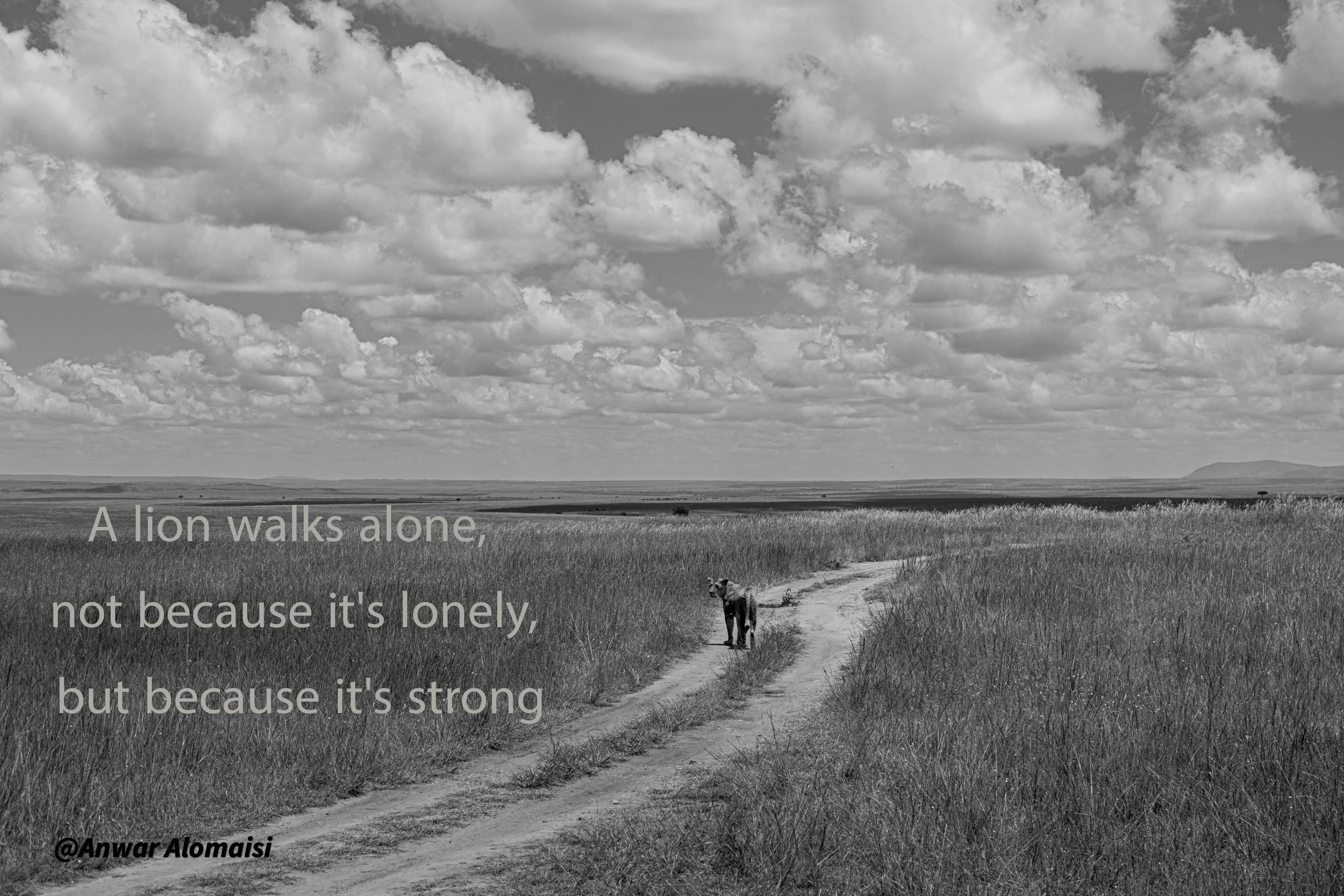 A black and white photo of a lone lion walking on a dirt path through tall grass, with a vast open landscape and cloudy sky in the background.