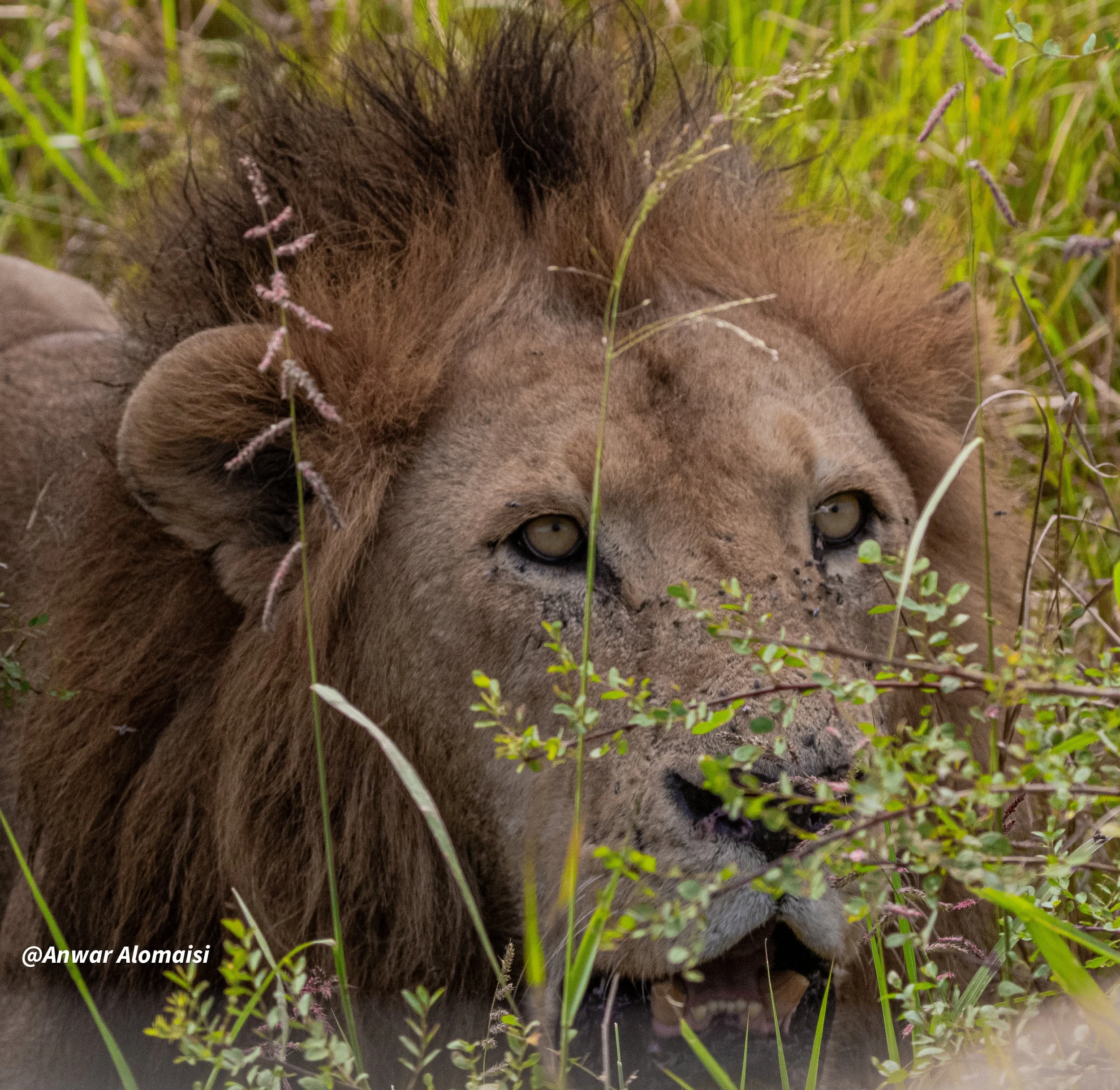Male lion head in bushes.jpg