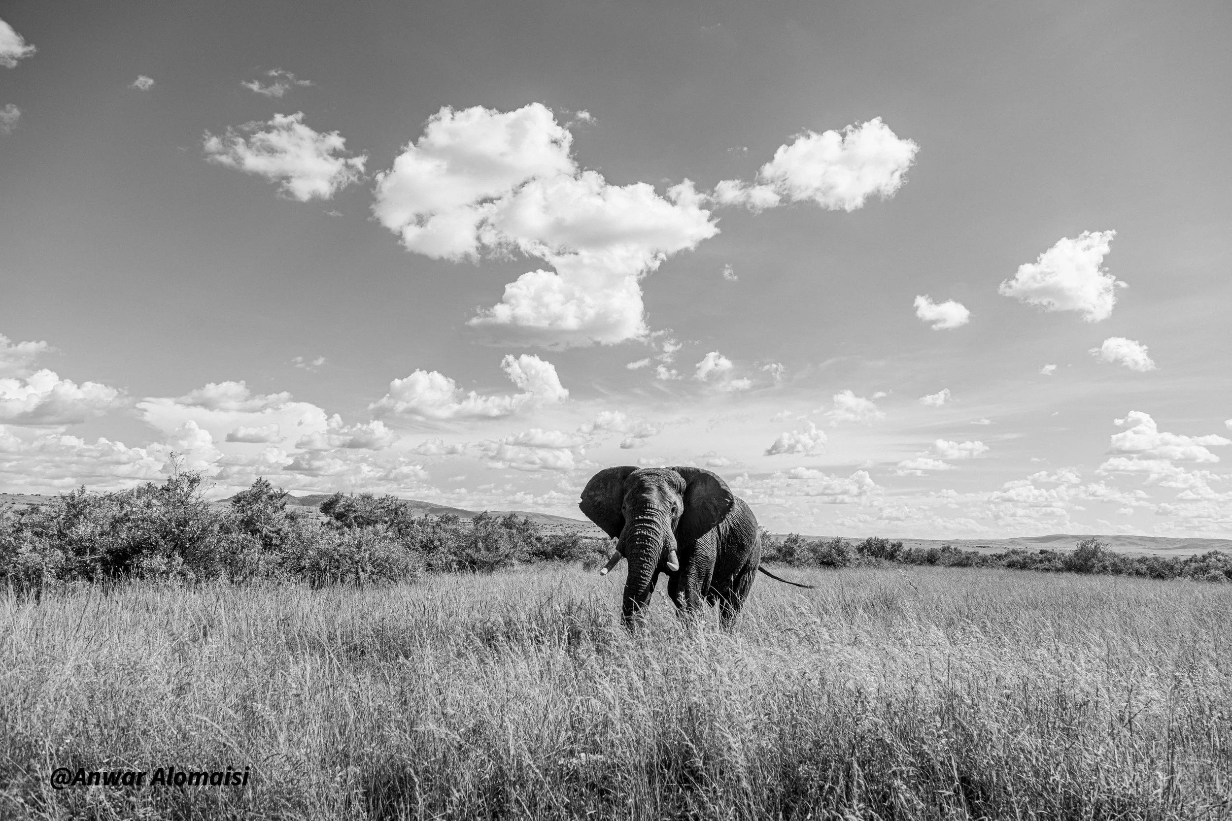 A black and white photo of an elephant walking through tall grass in a savannah with a cloudy sky in the background.