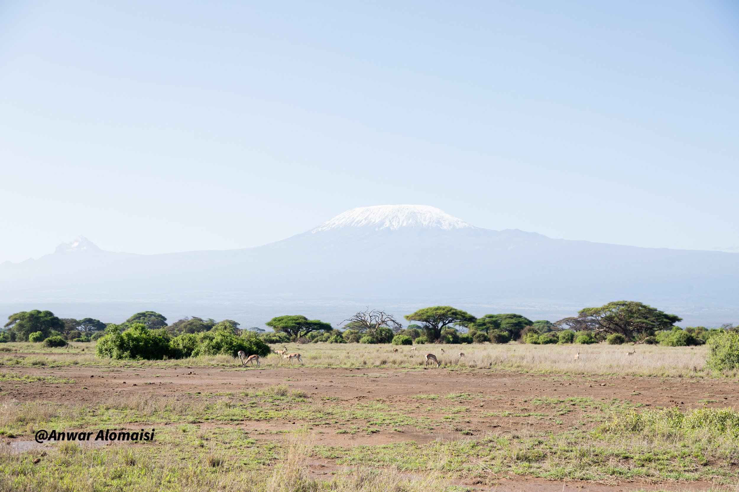 A landscape with a grassy plain, scattered trees, and a few animals, with Mount Kilimanjaro in the background, snow-capped, under a clear blue sky.