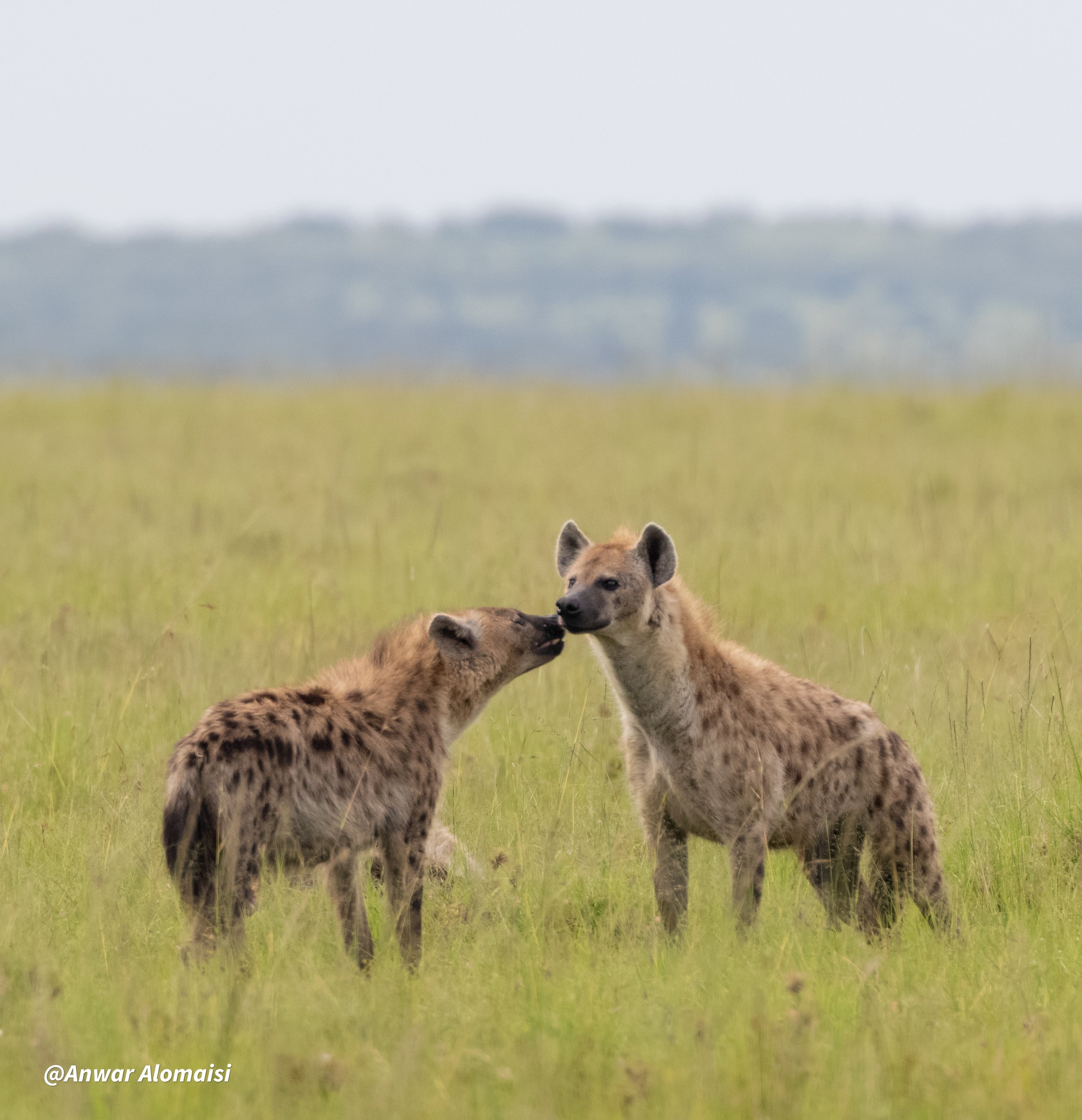 Two hyena cubs touching noses in a grassy field