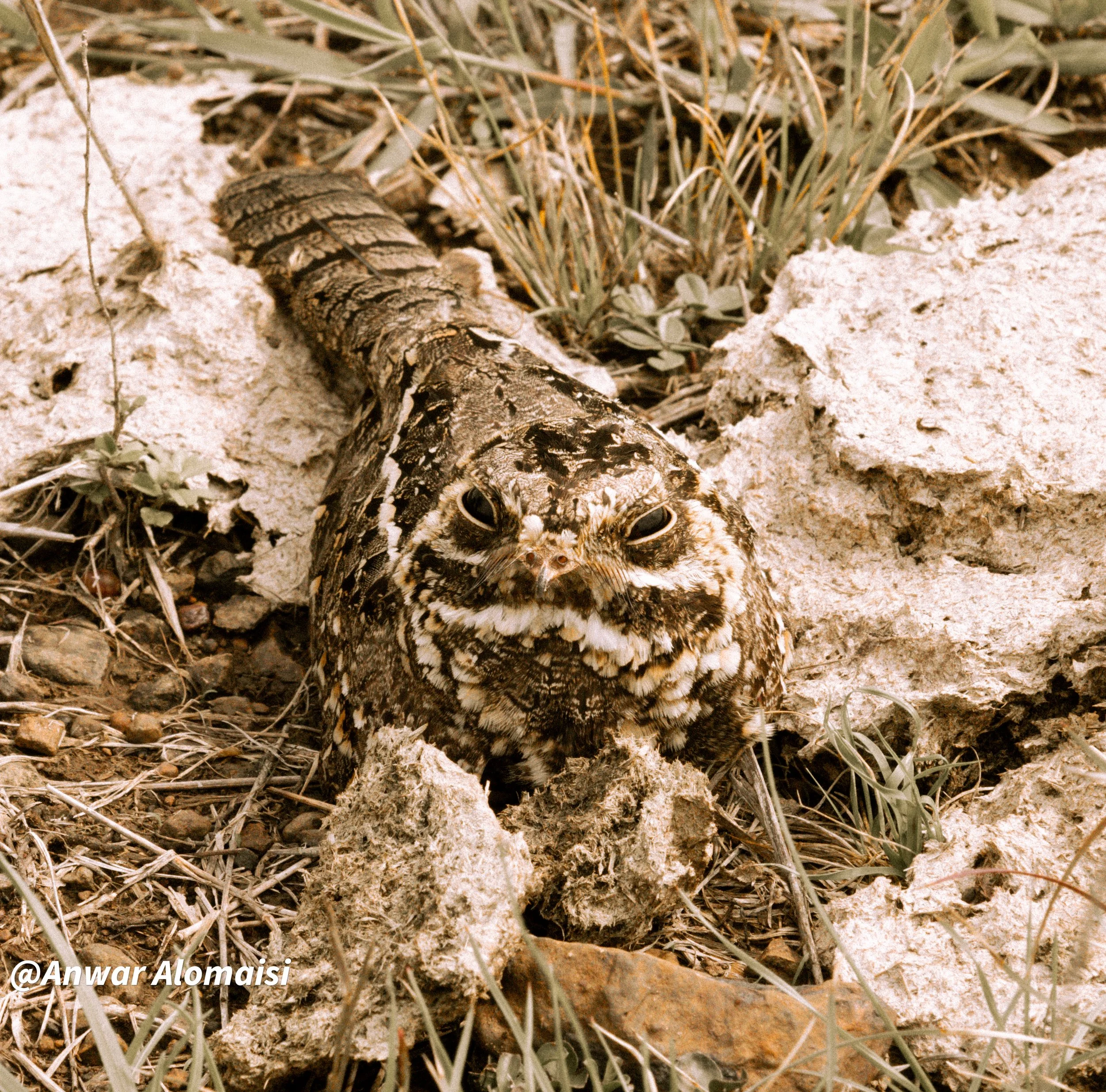 Nightjars2.jpg