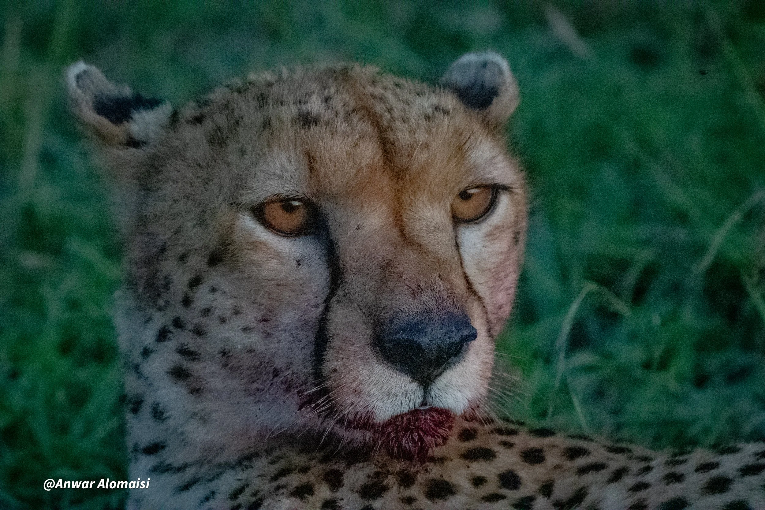a close up  photo of a cheetah ..jpg