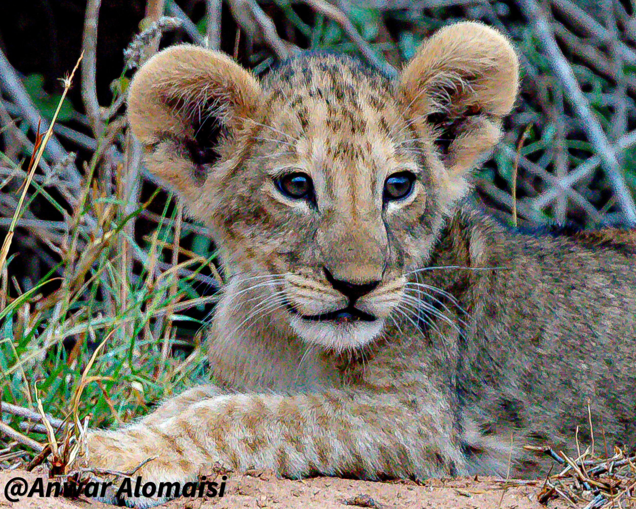 A young lion cub lying on the ground amidst grass and small plants, with a blurred fence or branches in the background.
