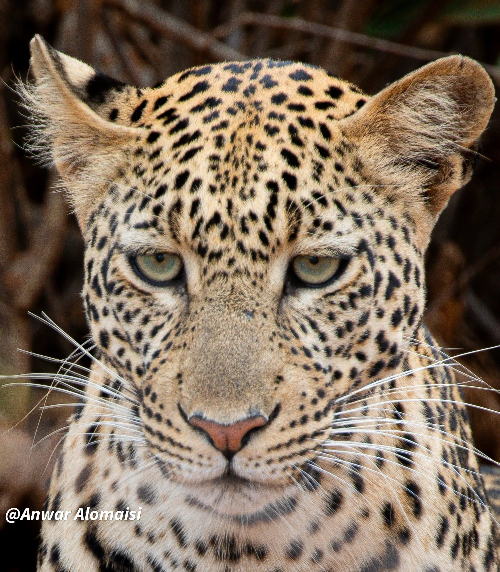 Close-up of a leopard's face with piercing blue eyes, detailed spots, and whiskers.