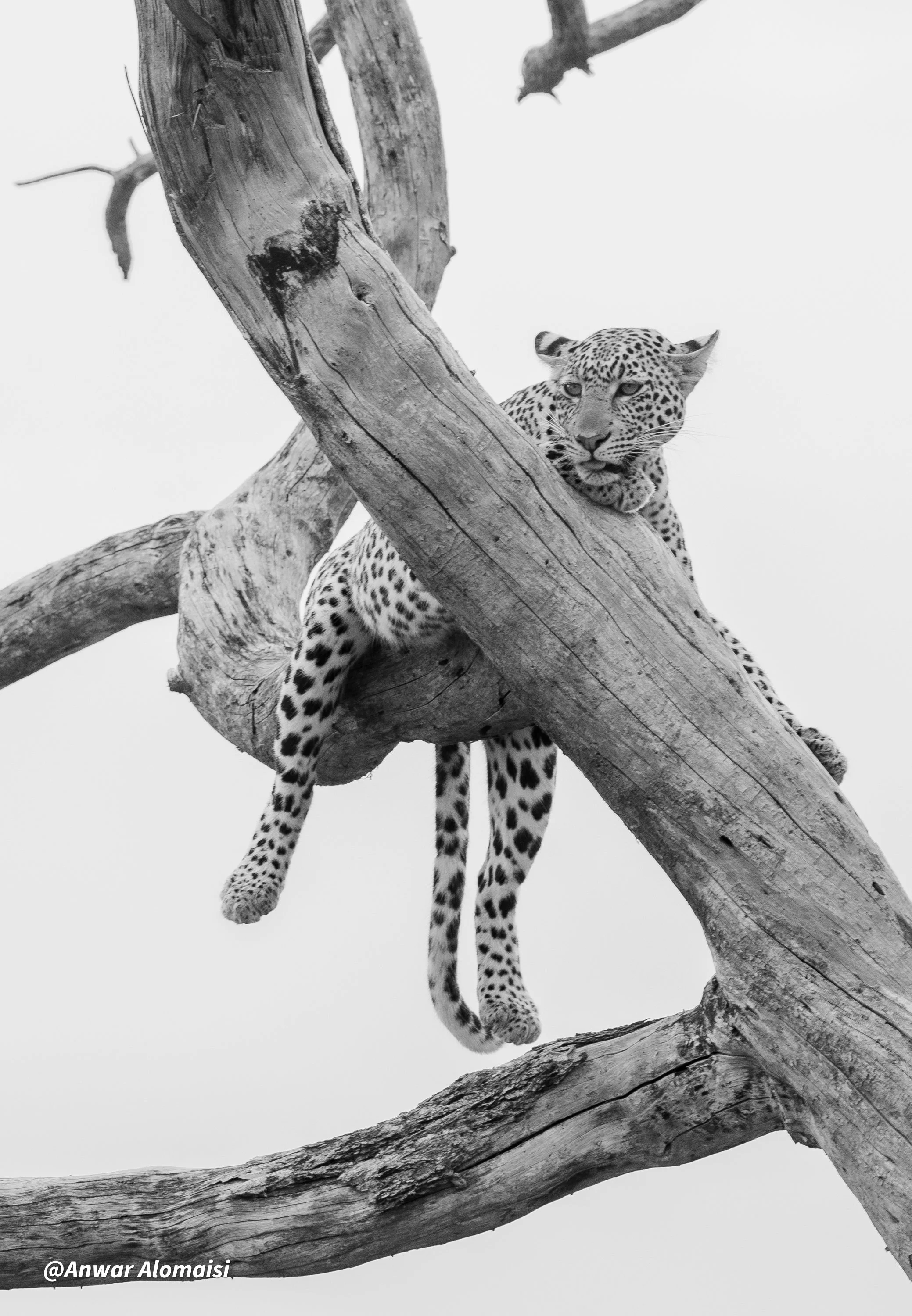 Black and white photo of a leopard resting on a tree branch with a twisted trunk and thick limbs.