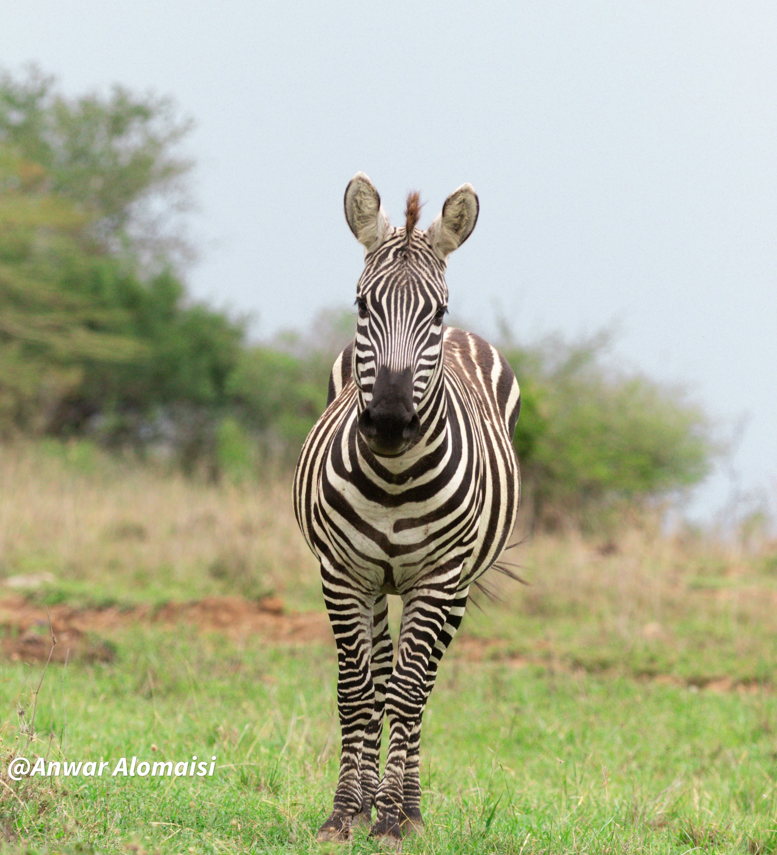 A zebra standing on grass in a natural habitat with bushes and trees in the background, facing forward.