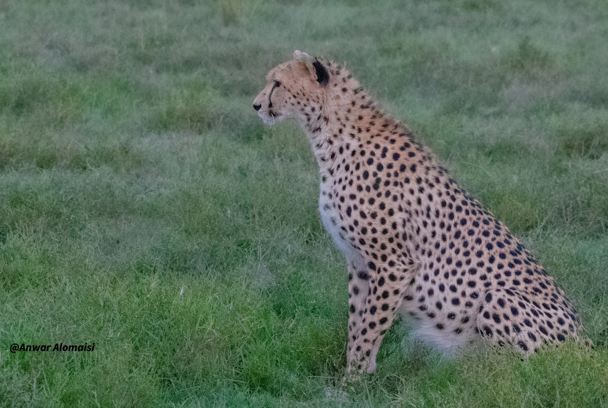  Cheetah ready gor hunt.jpg