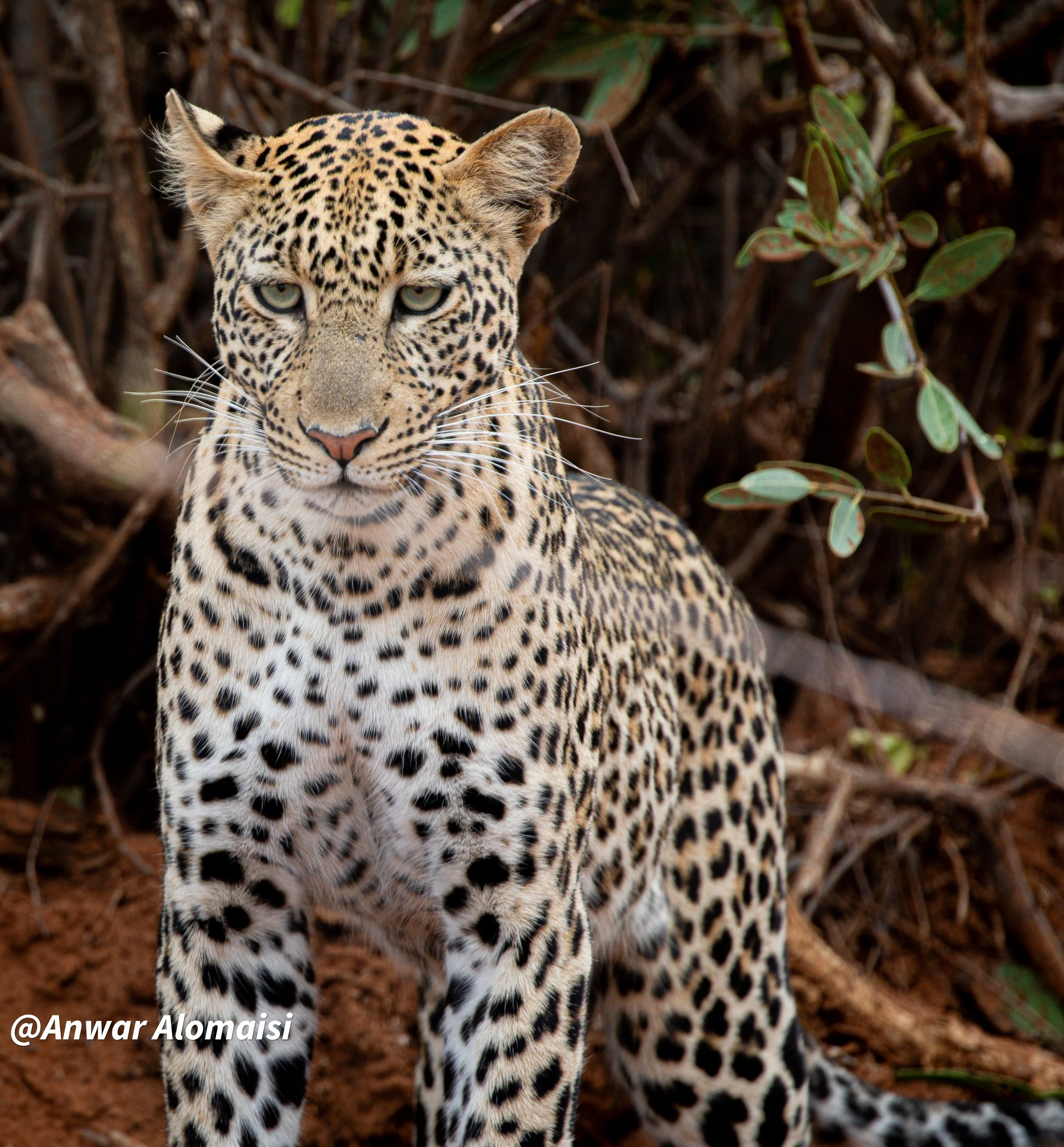 A jaguar sitting outdoors with dense foliage in the background.