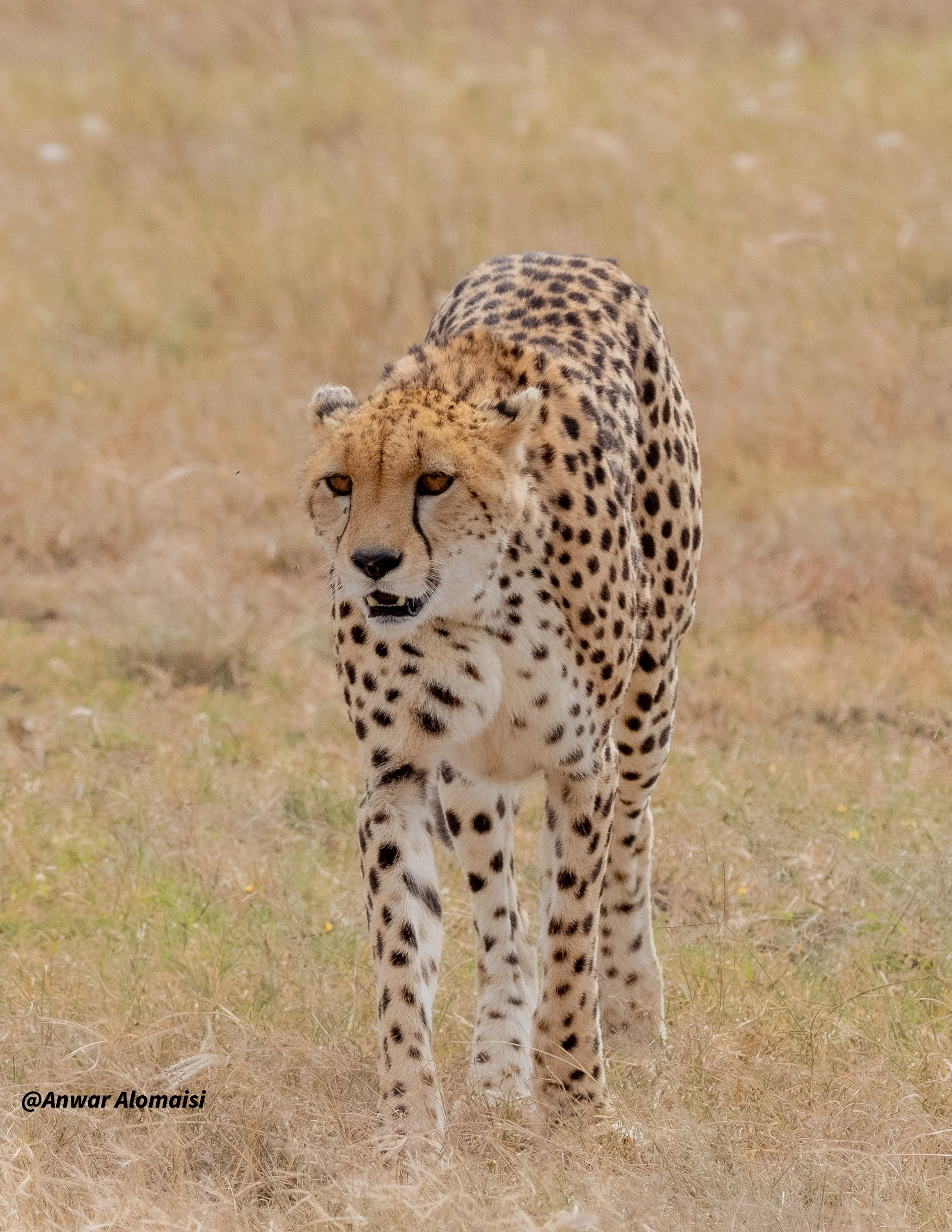 cheath walking.jpg