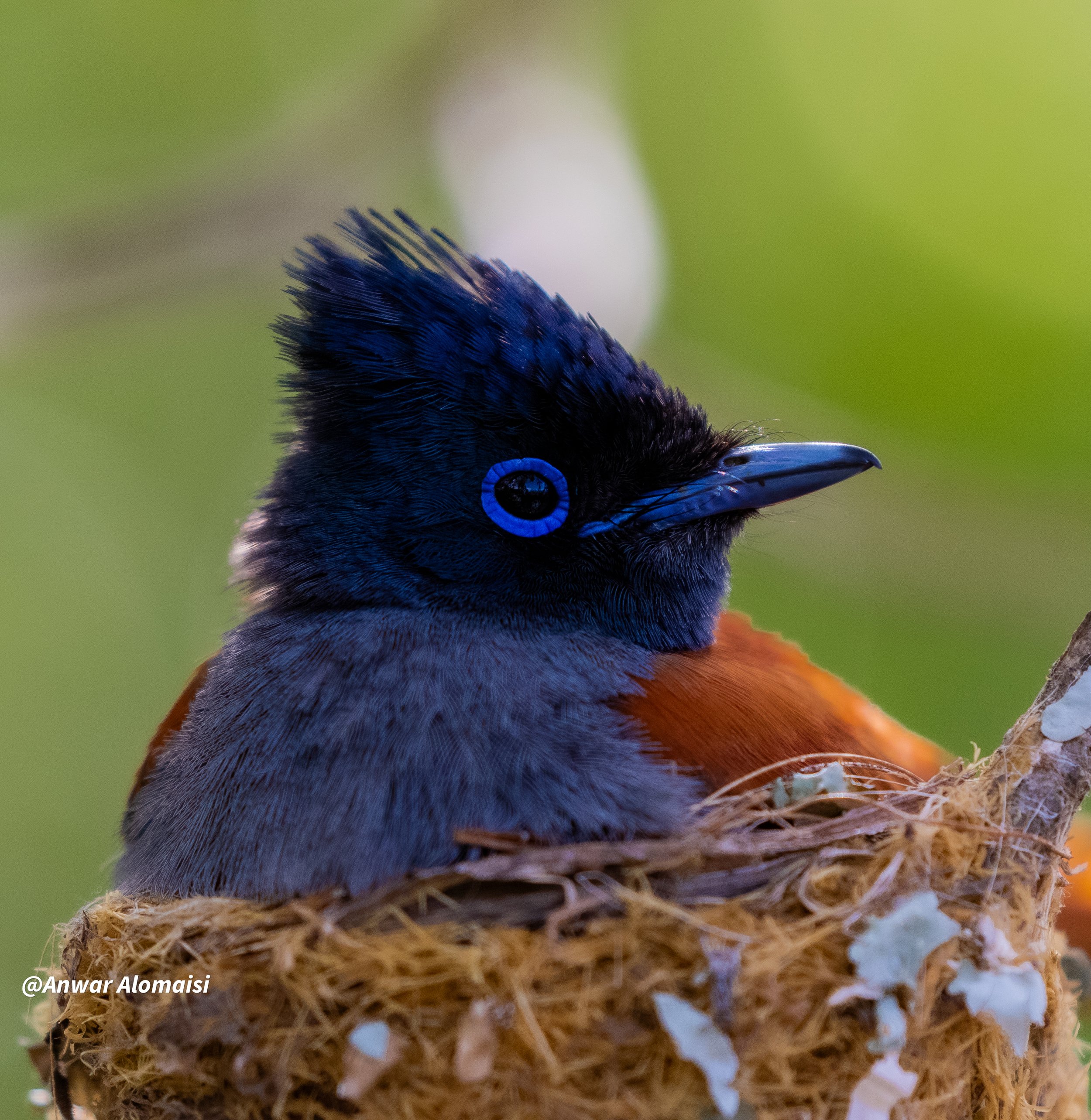 Female APFC in the nest side way.jpg