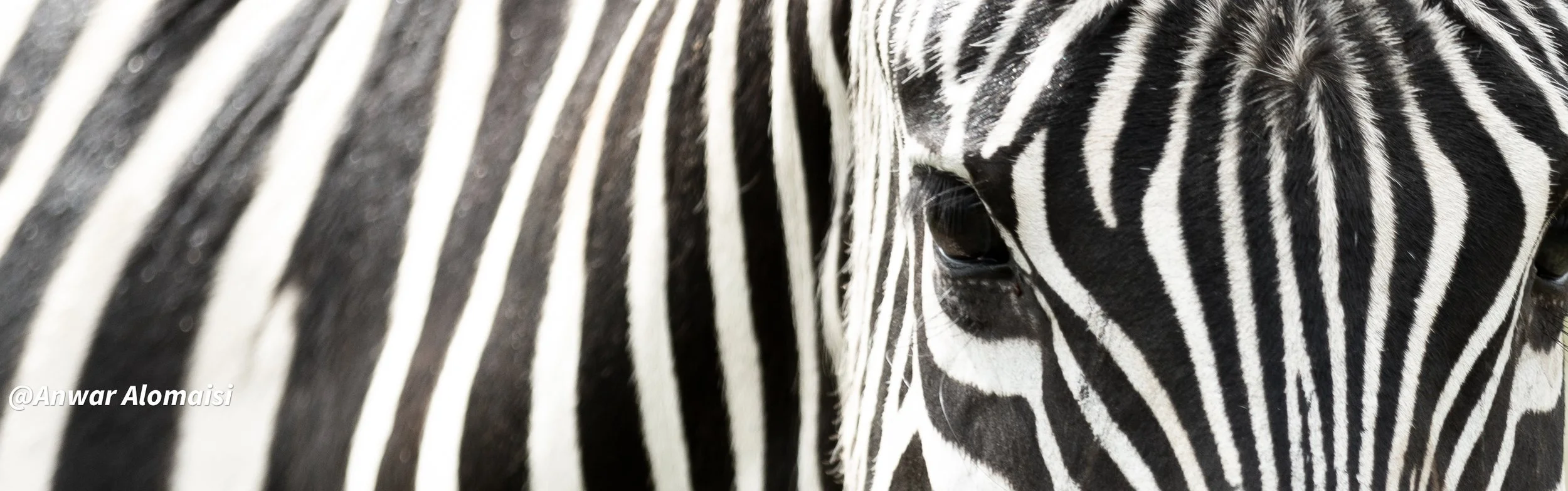 Close-up of a zebra's face, showing black and white striped patterns.