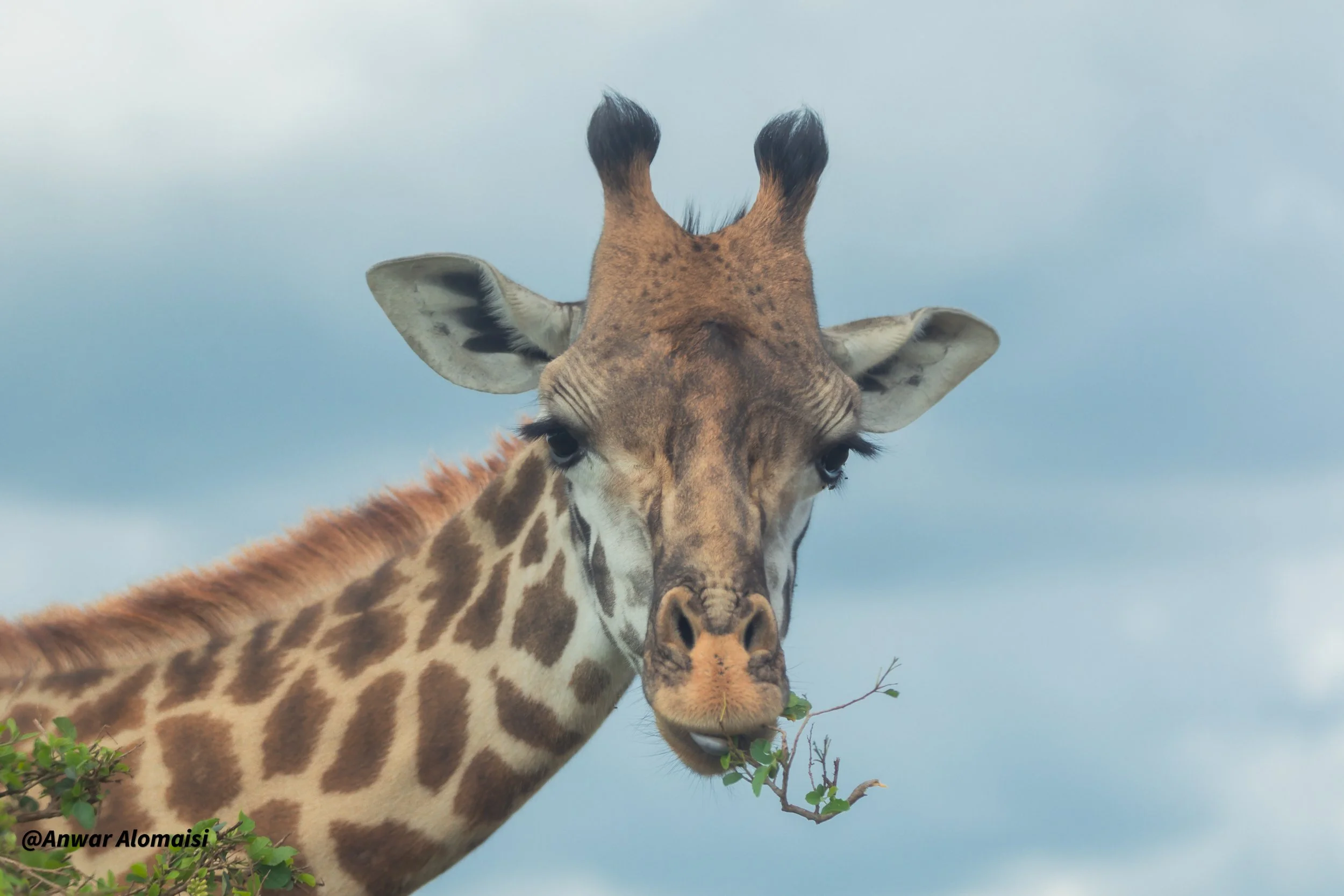 Close-up of a giraffe with a branch in its mouth against a cloudy sky.