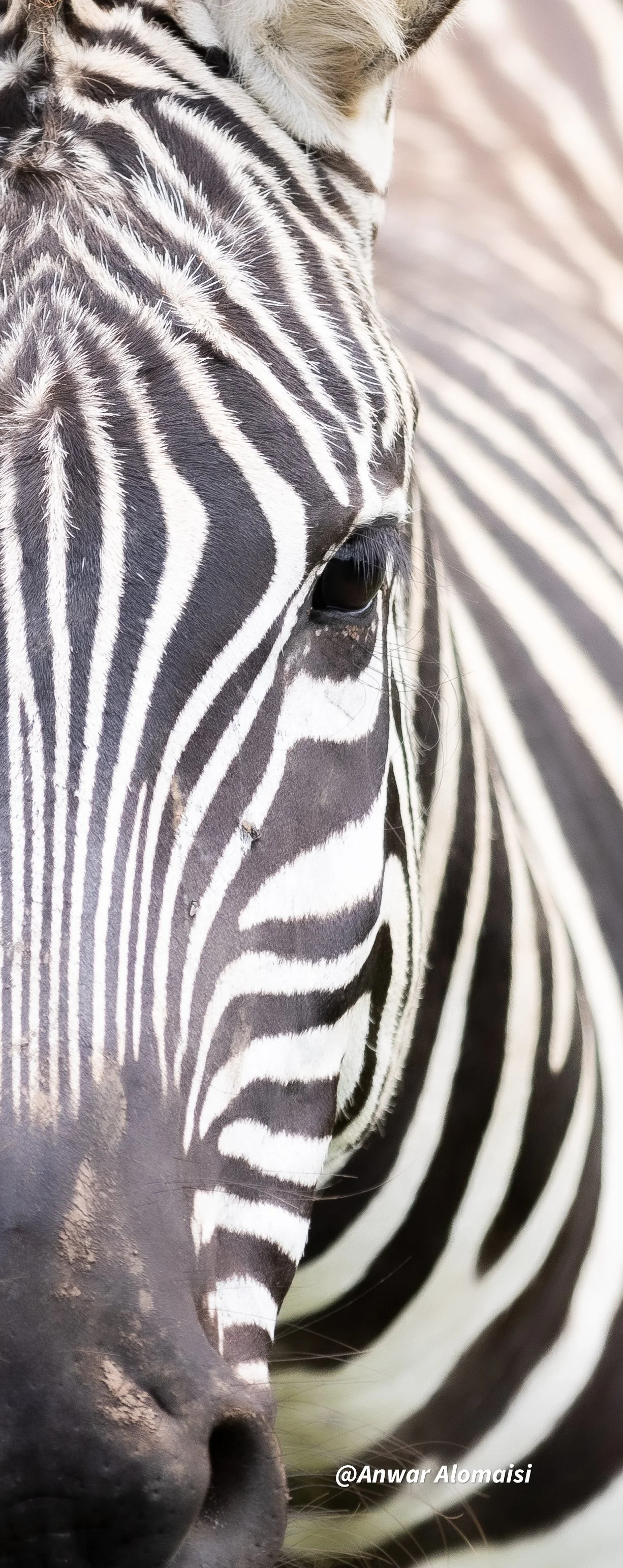 Close-up of a zebra's face showing its black and white striped pattern and eye.
