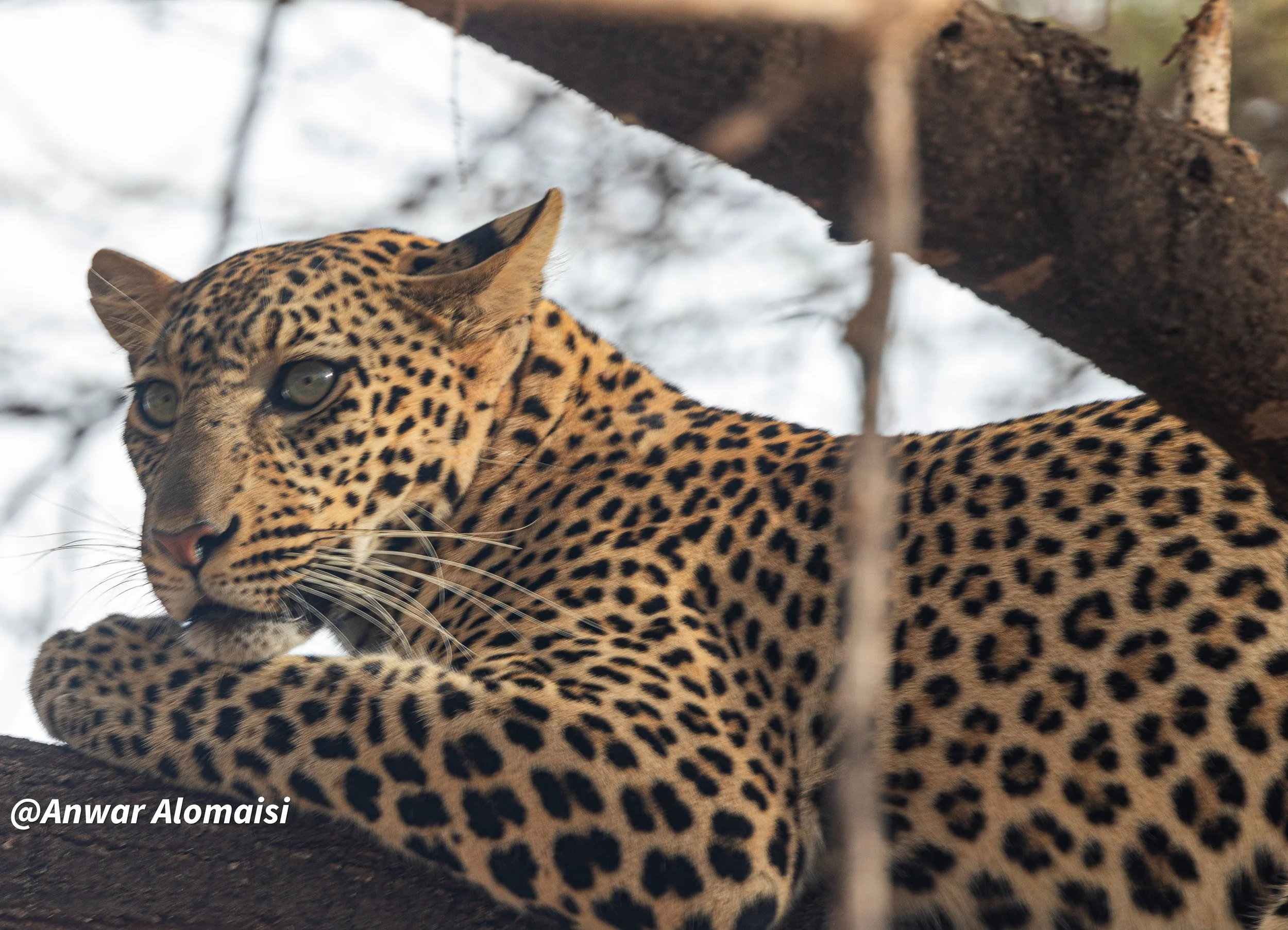Close-up of a leopard resting on a tree branch, looking alert. The background shows blurred tree branches.
