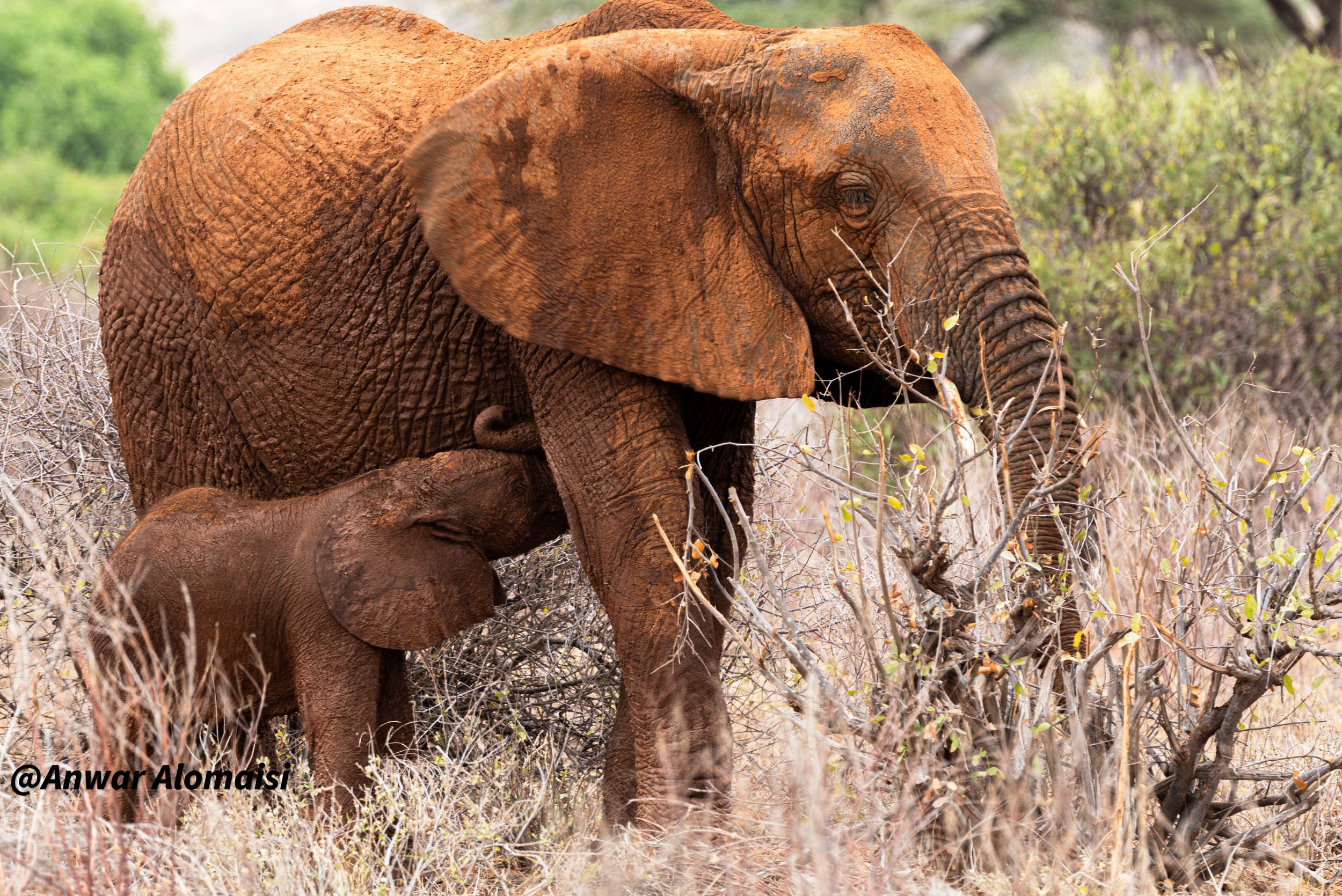 An adult elephant and a baby elephant in a dry, grassy area, with the adult elephant standing and the baby elephant next to it.