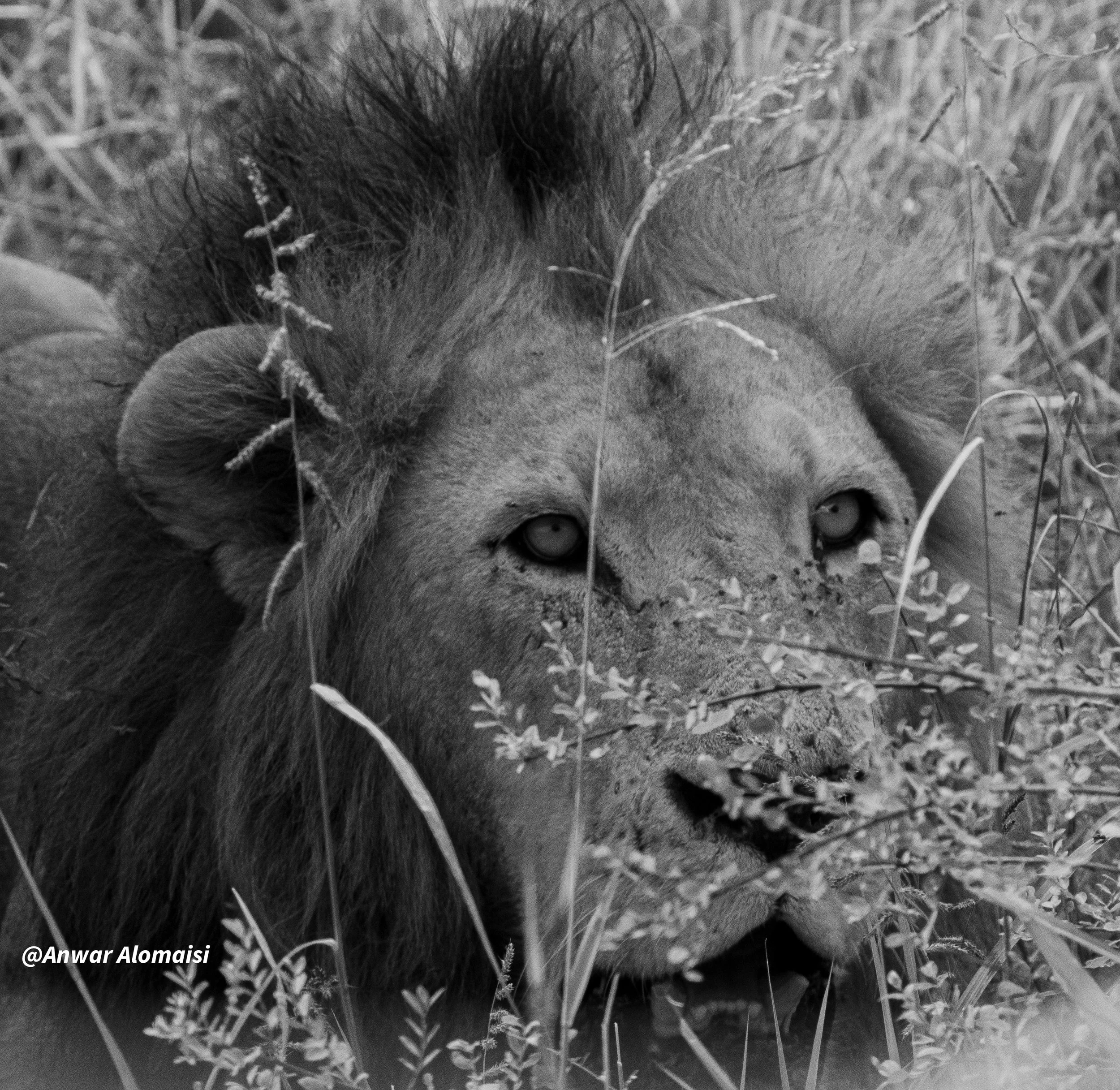 B_W Male lion head in bushes.jpg