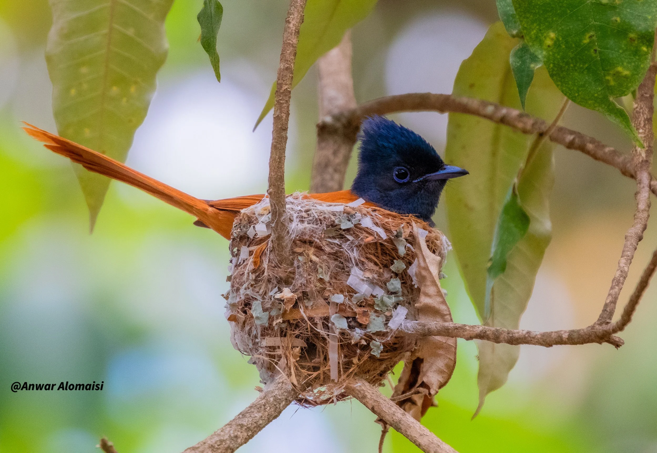 African paradise Flycatcher in new nest.jpg
