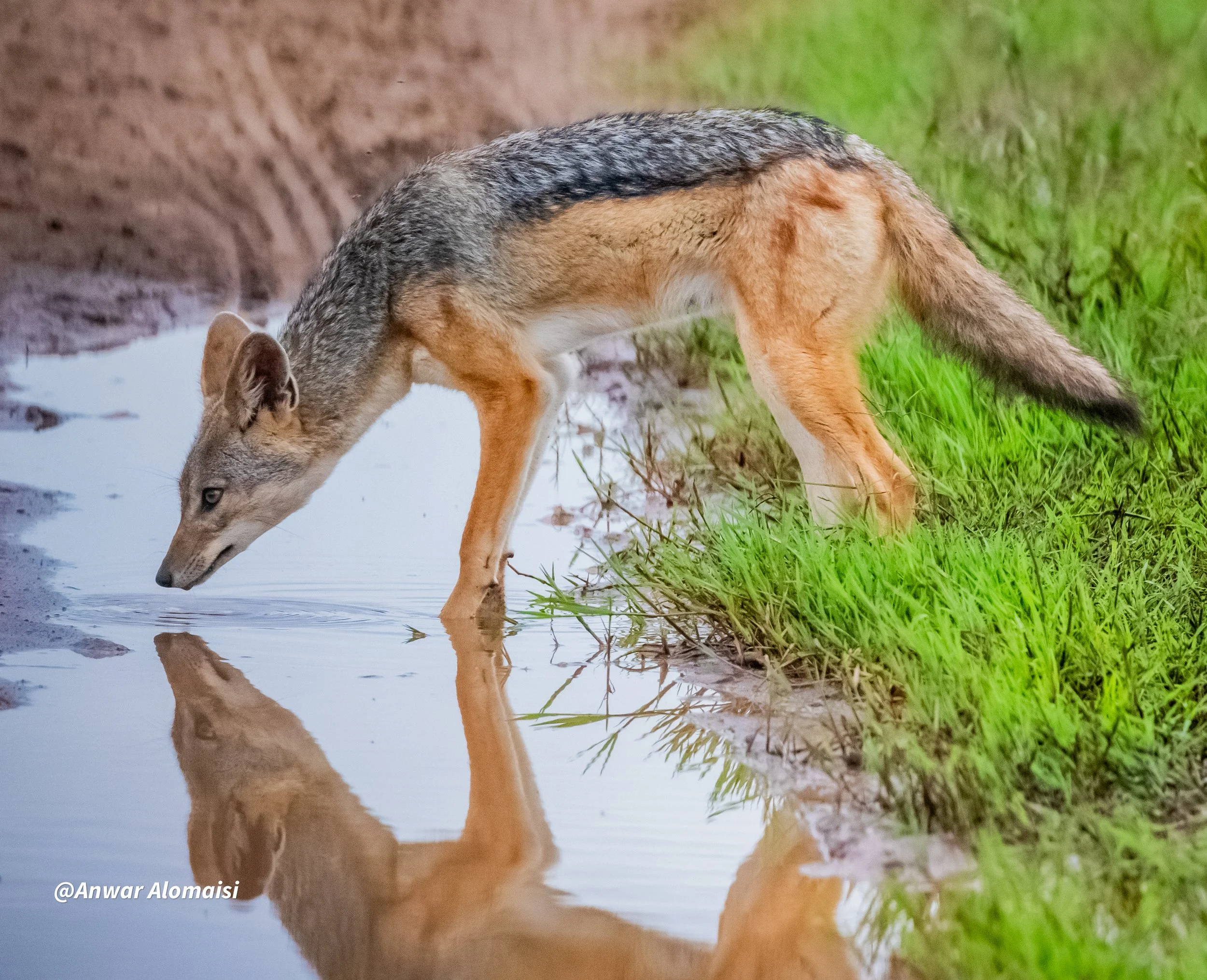 A wolf drinking water from a puddle on grassy ground, with a reflection of the wolf in the water.