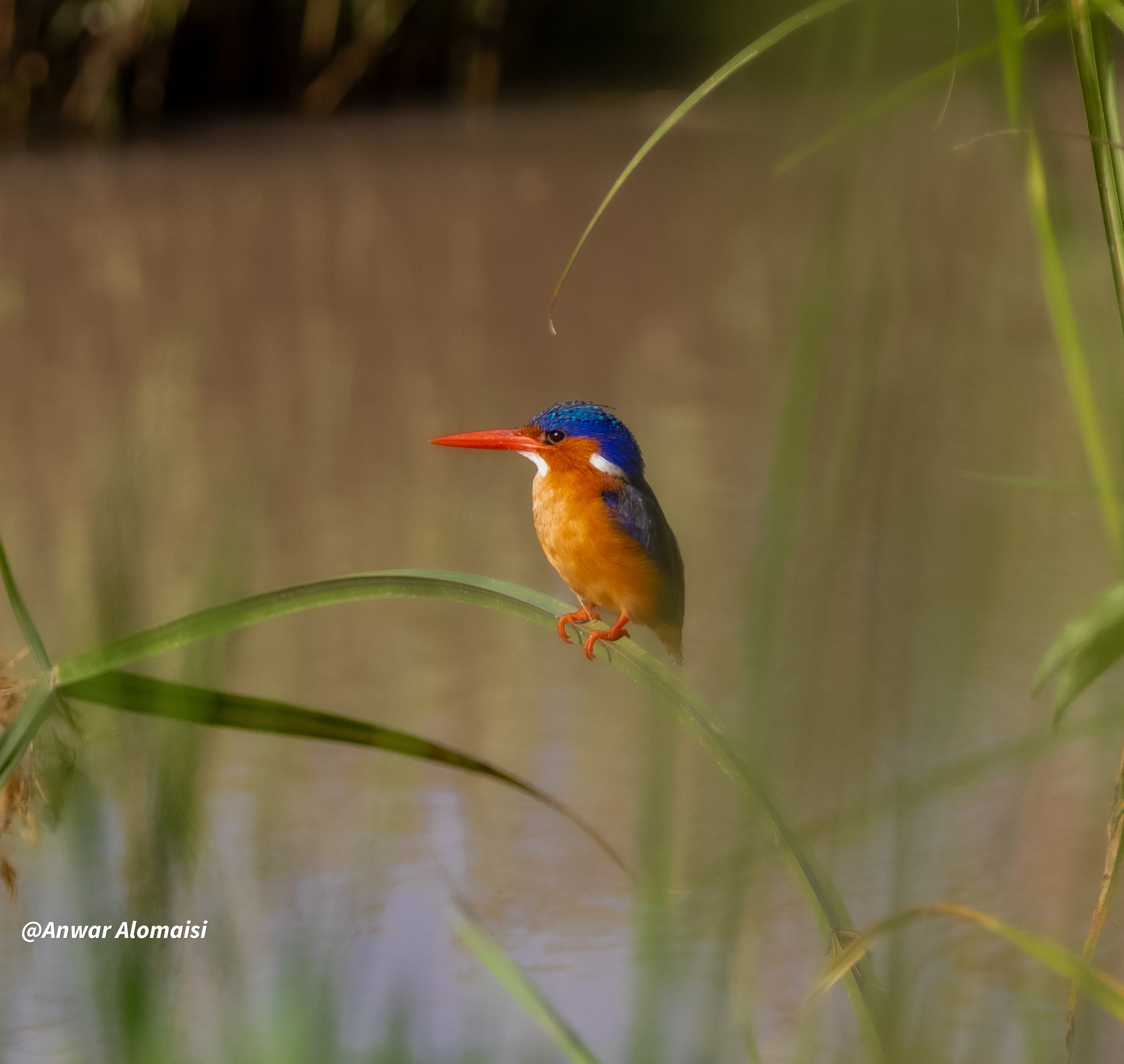 male  Kingfisher  seting with no zoom.jpg