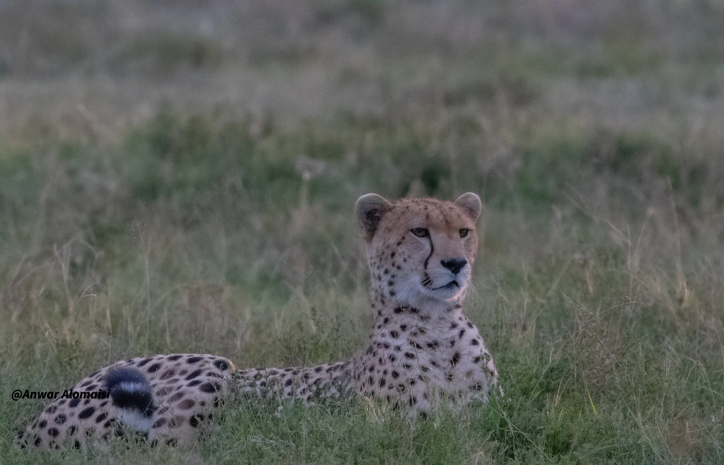 Cheetah siting and watching in Msmara.jpg