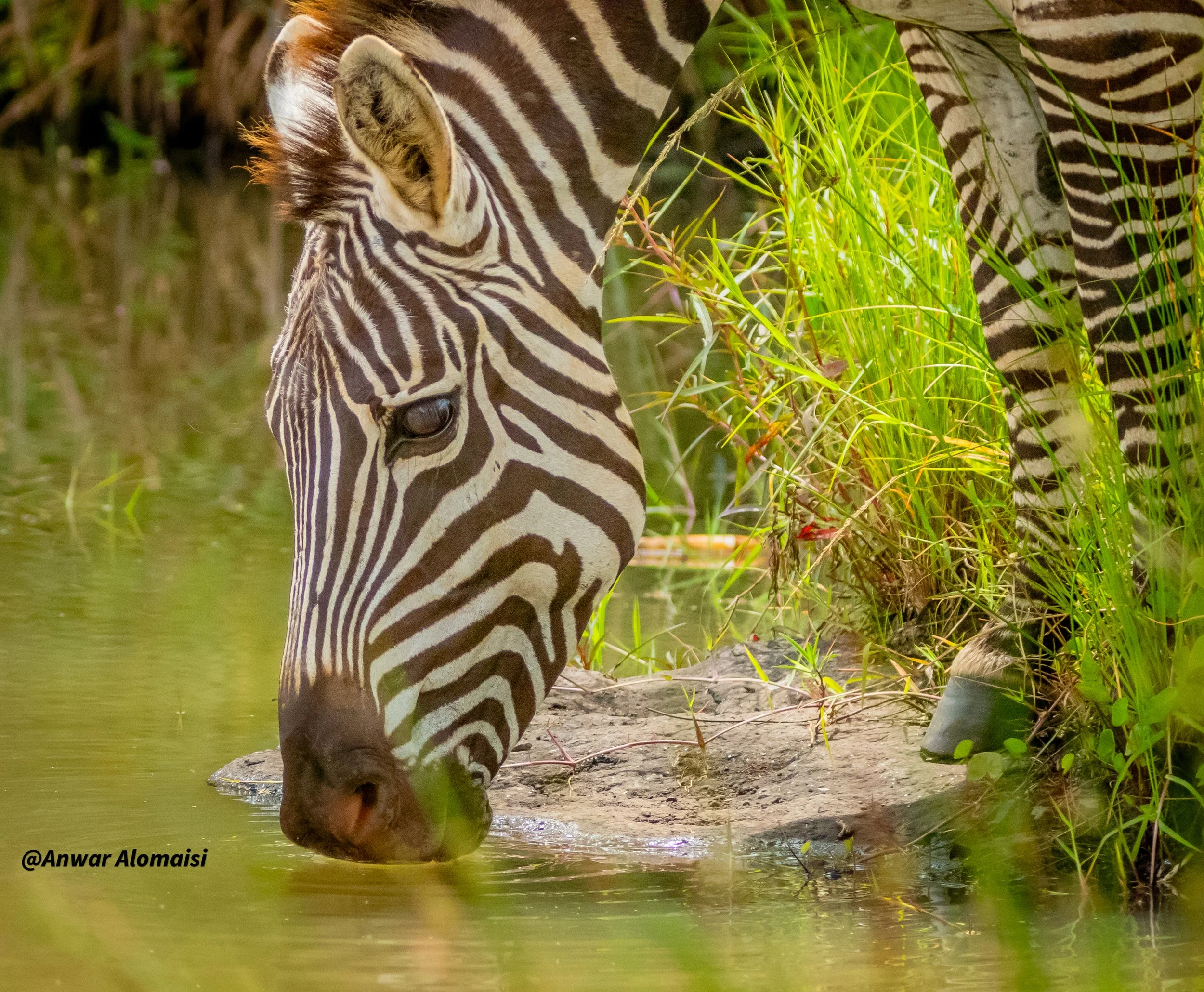Zebra drnking 1.jpg