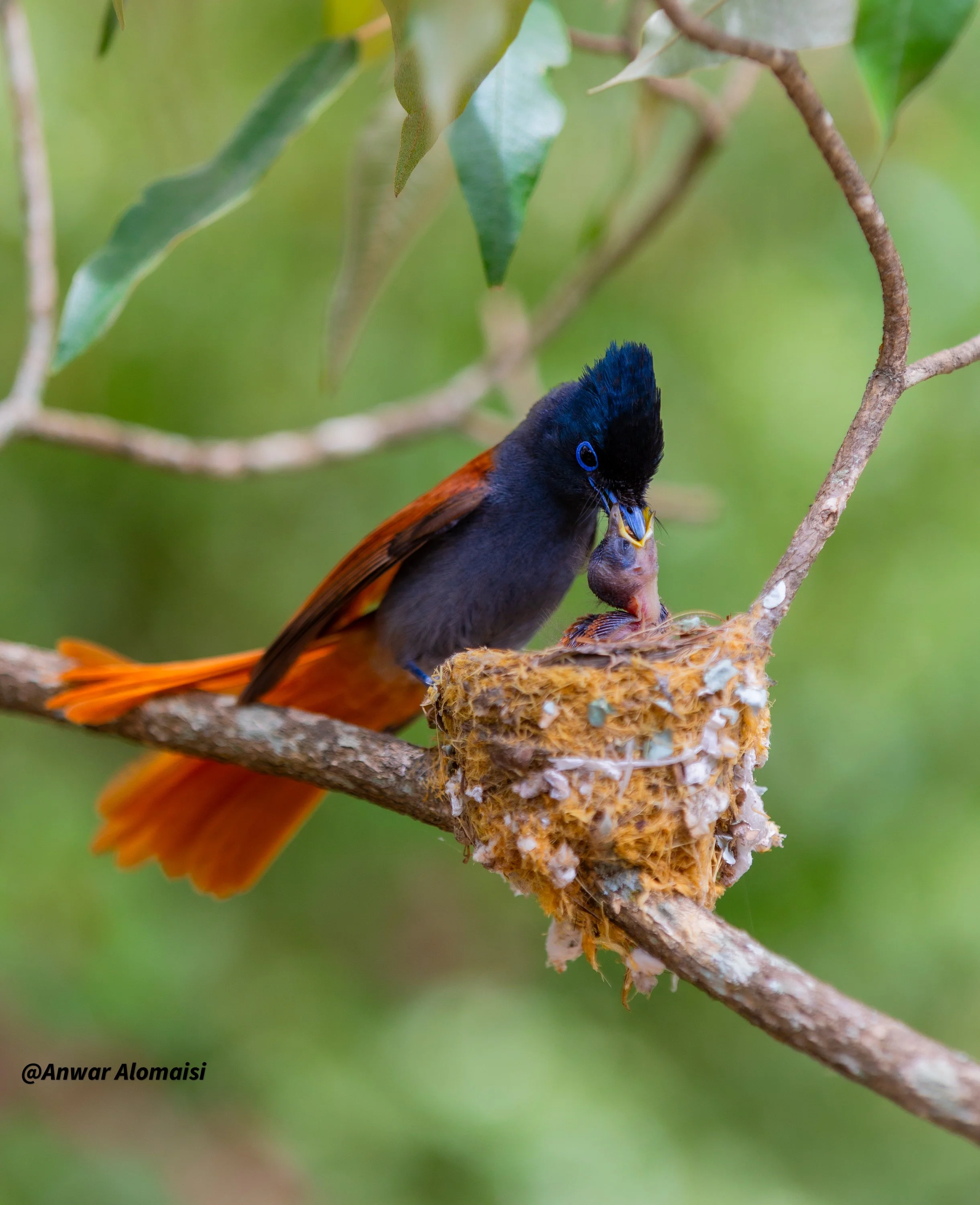 Female  African paradise Flycatcher in nest feddding the baby.jpg