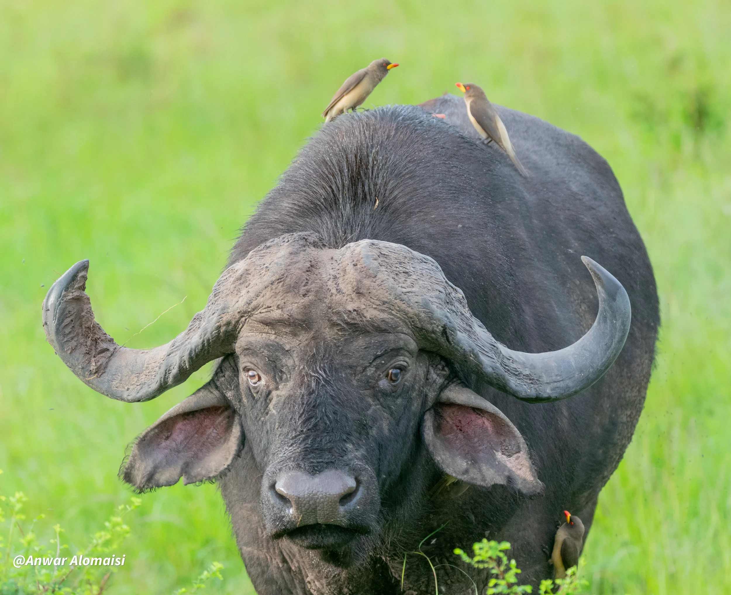 A large buffalo with dark fur and curved horns in a grassy field, with three birds perched on its back and head.