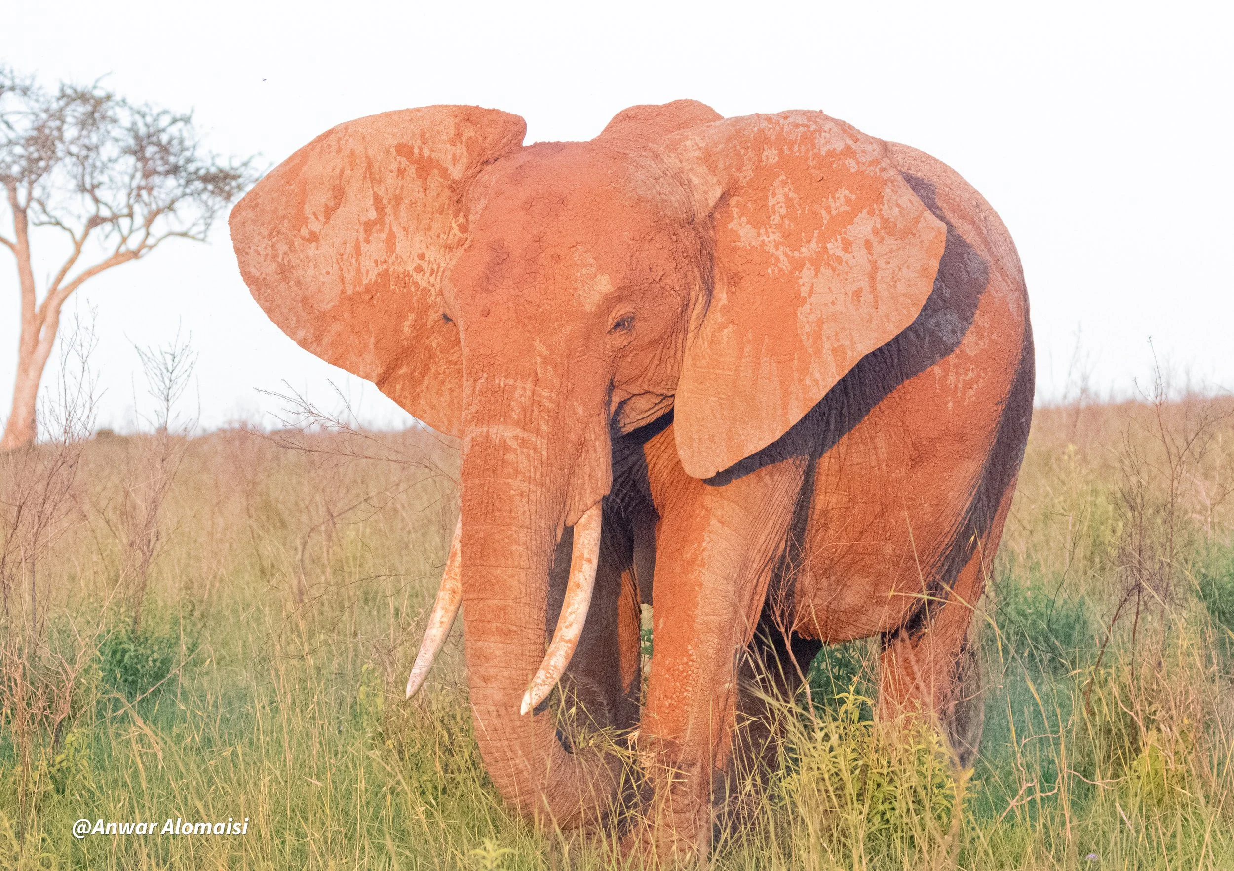 An elephant walking through tall grass in a natural habitat with sparse trees in the background.