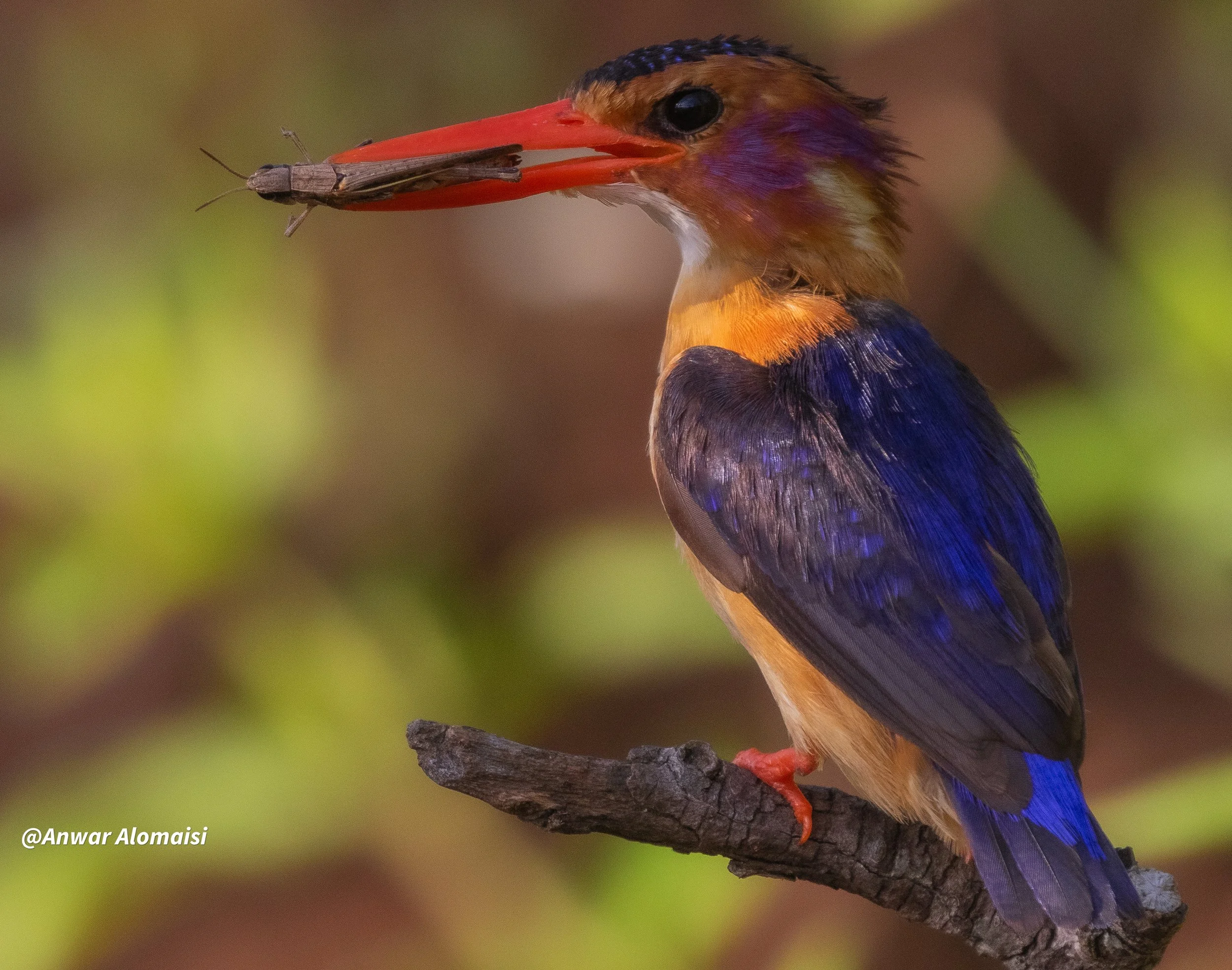 Kingfisher2.jpg