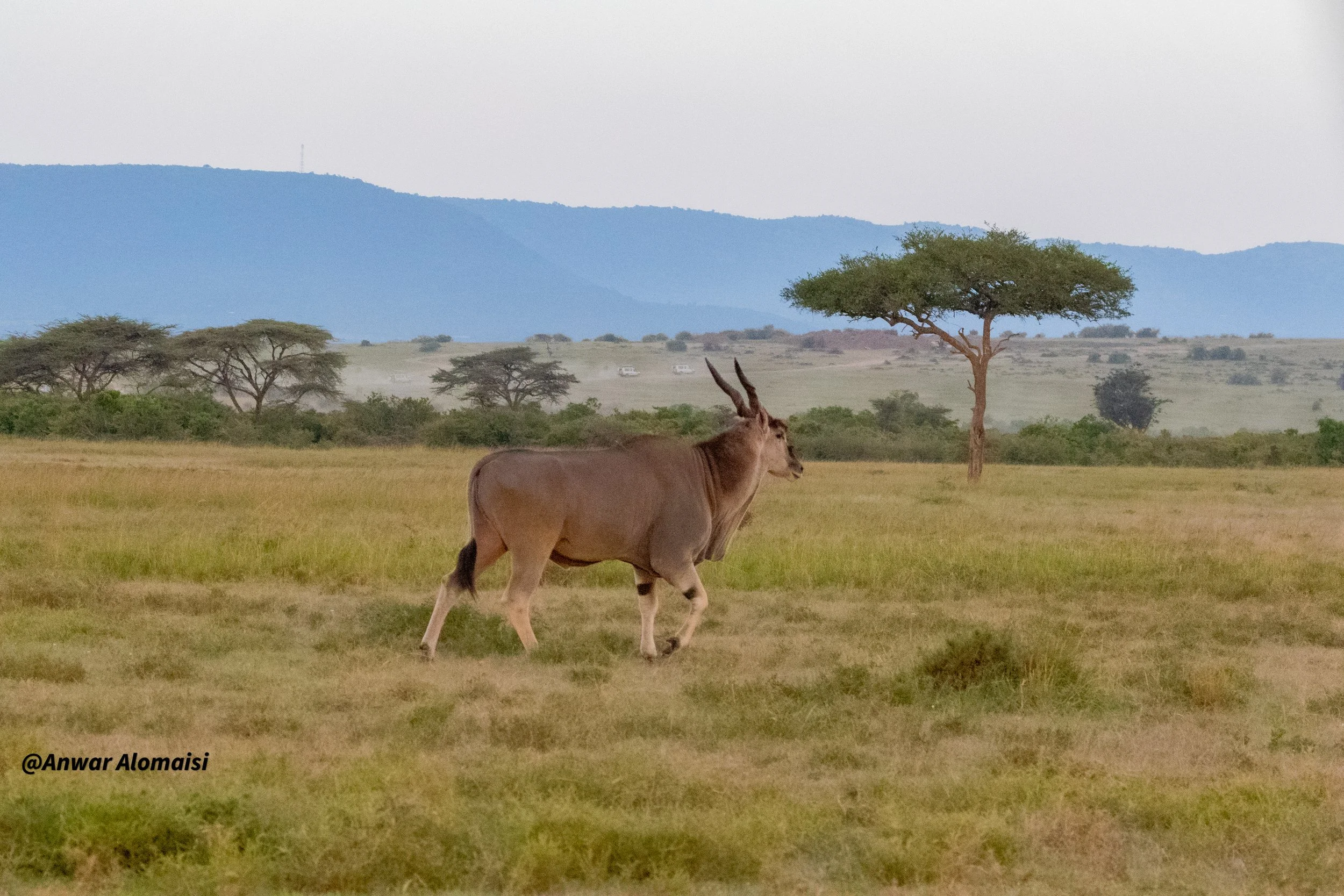 Common eland  in Maasai mara.jpg