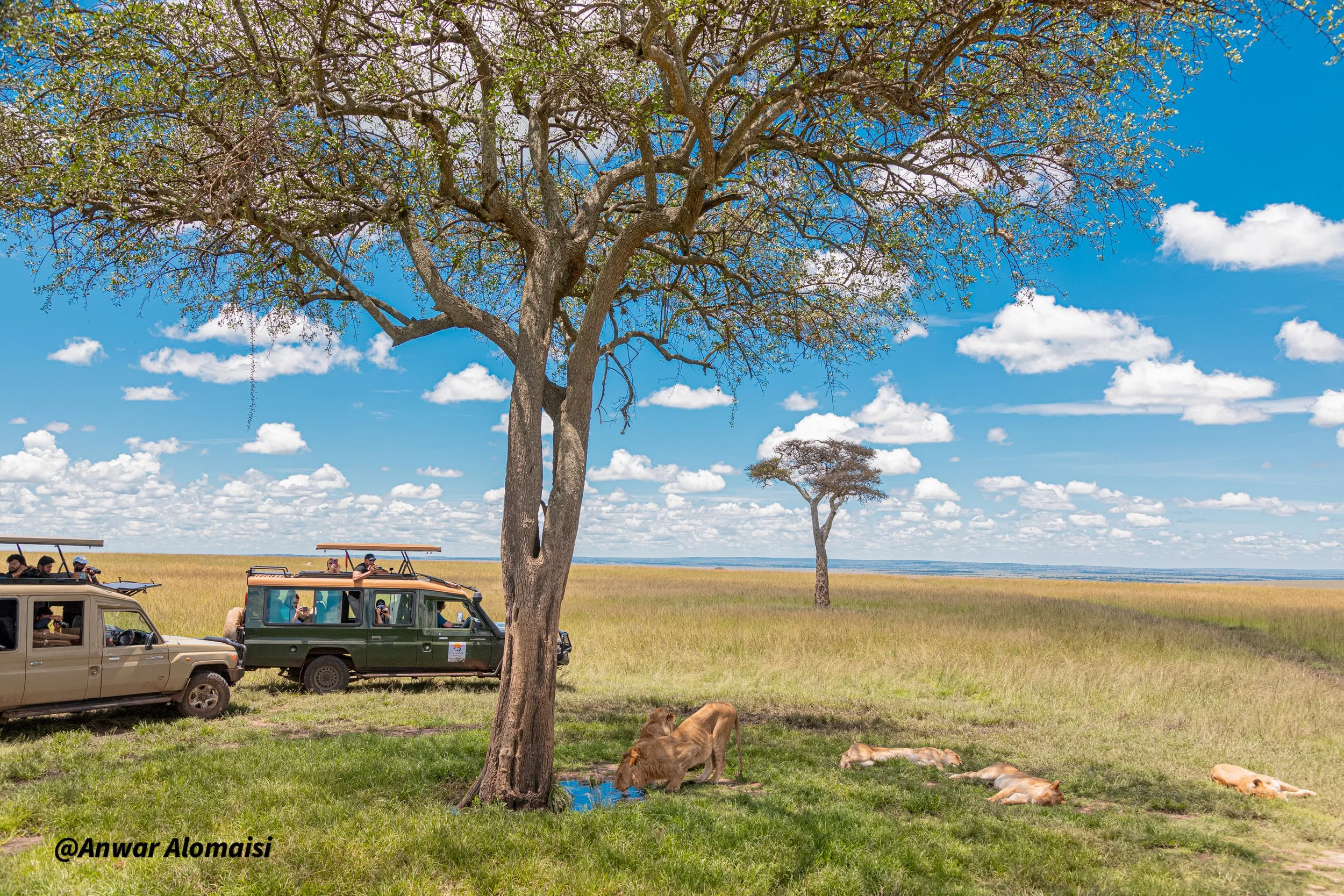 Safari with lions and 2 cars.jpg