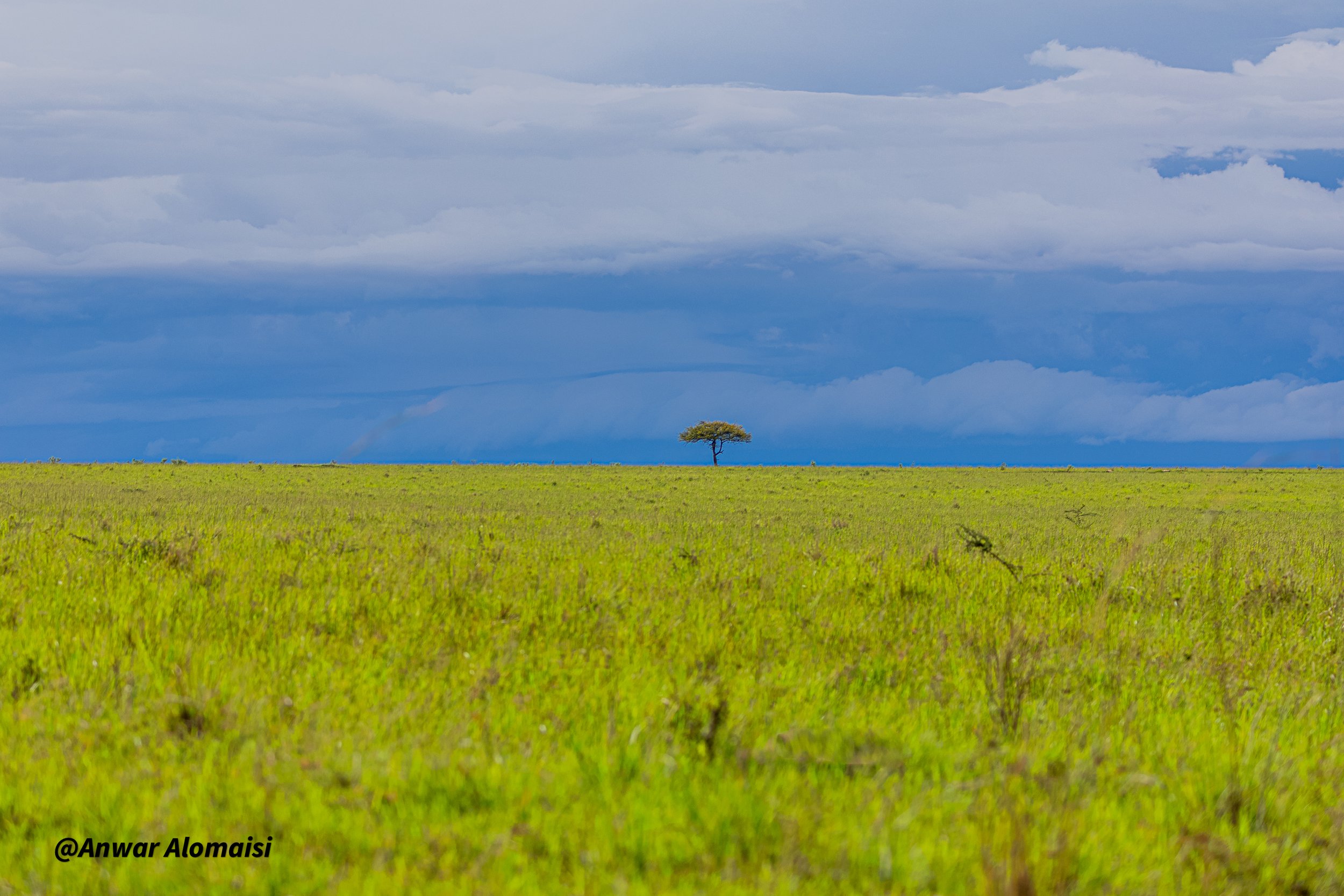 A lone tree standing in the distance on a vast green grassy plain with a dramatic cloudy sky overhead.