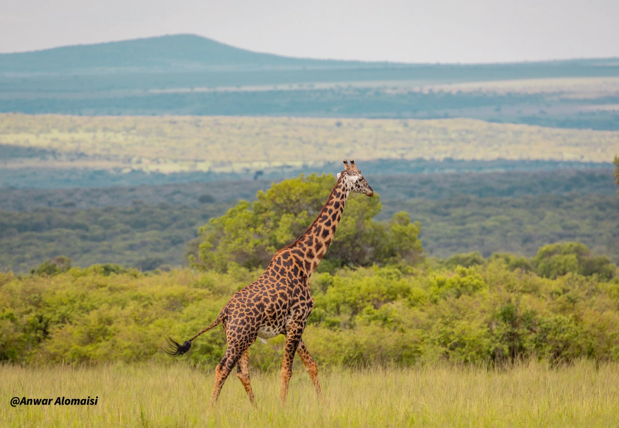 A giraffe walking in a grassy plain with green bushes and trees, mountains in the background.