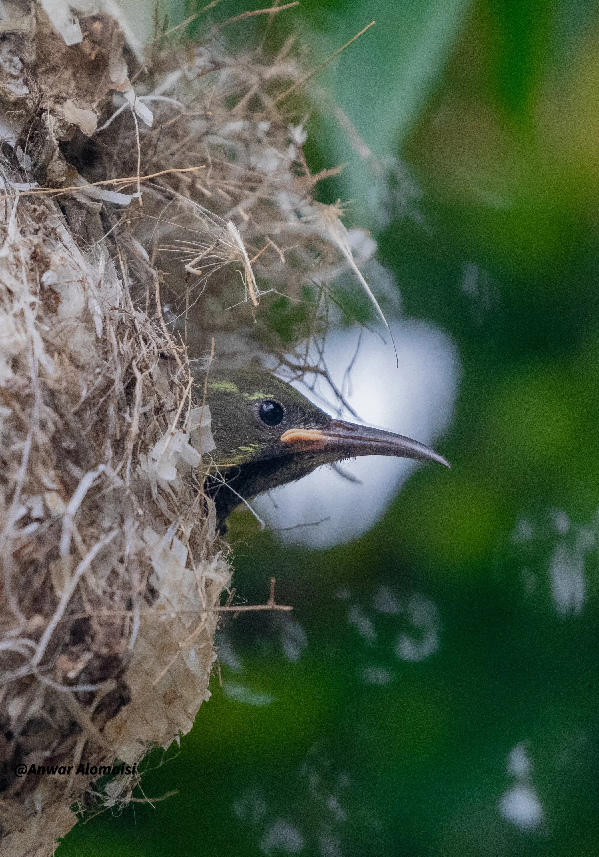 Sunbird baby looking from the nest.jpg