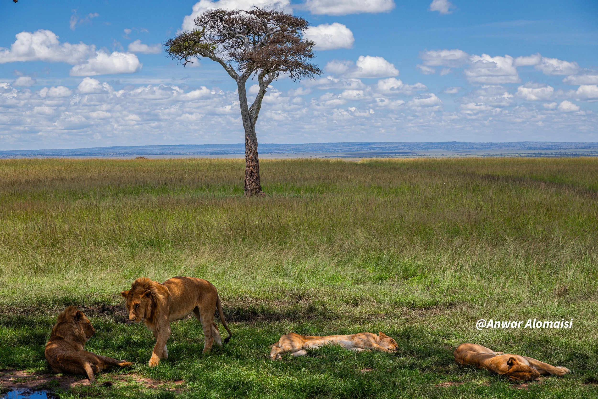 Safari with the tree and lions-1.jpg