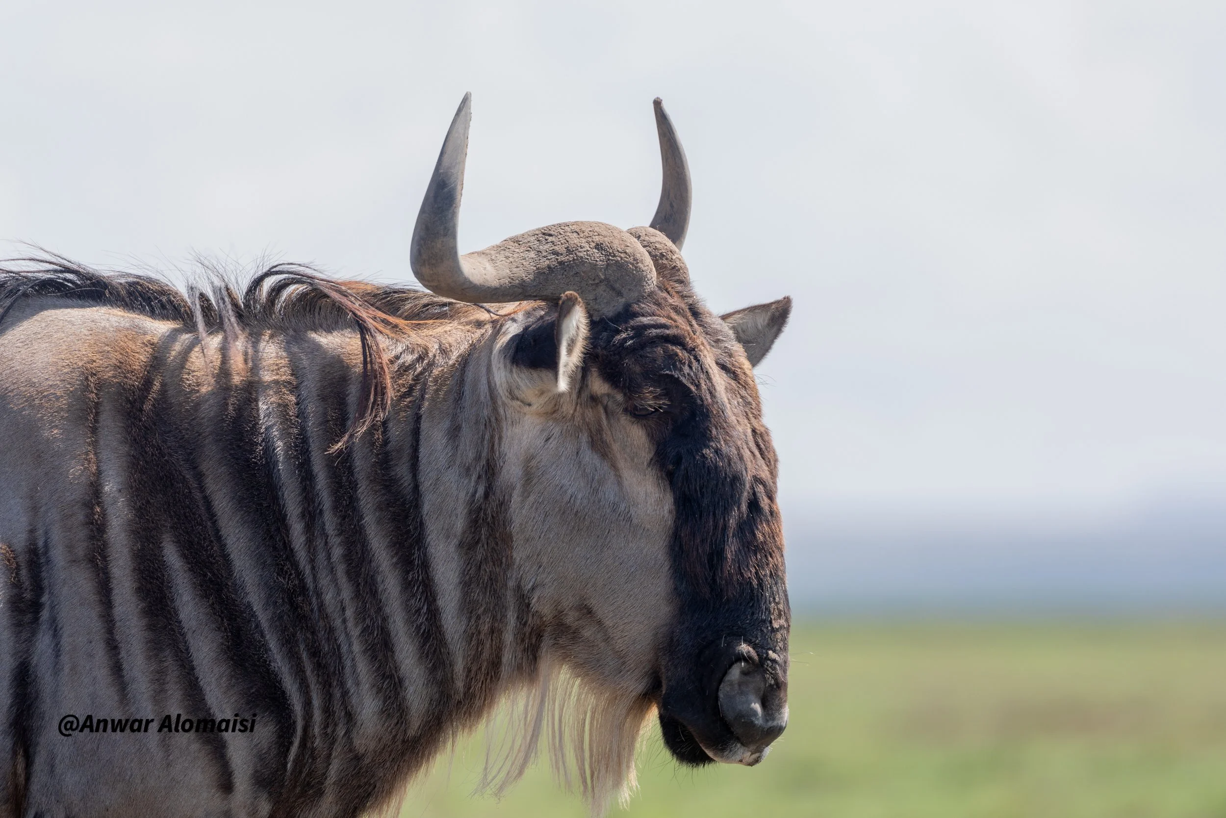 Close-up of a tiger with black and white stripes and large curved horns, standing against a cloudy sky with green grass in the background.