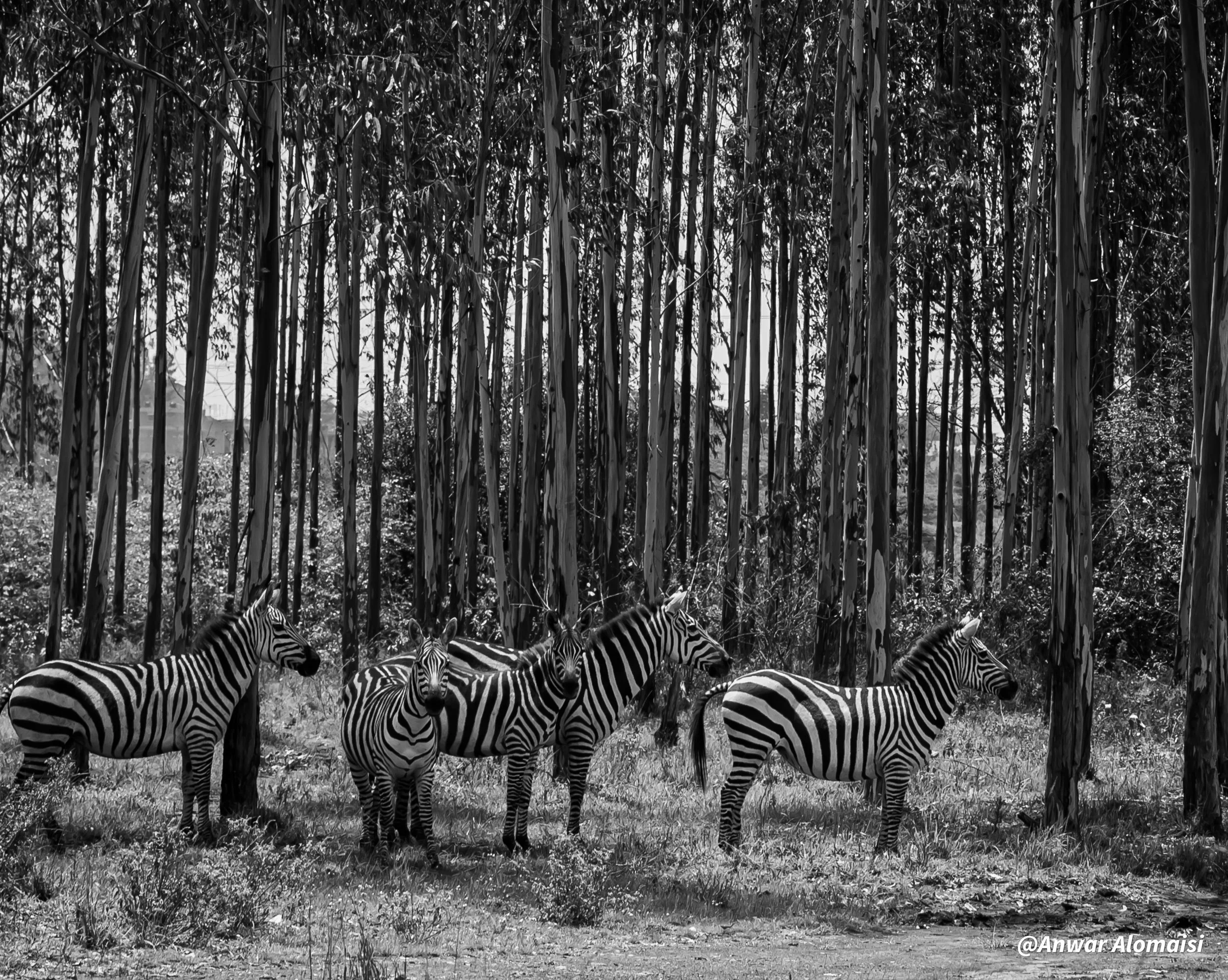 Five zebras standing in a grassy area in front of tall trees in a forested environment.