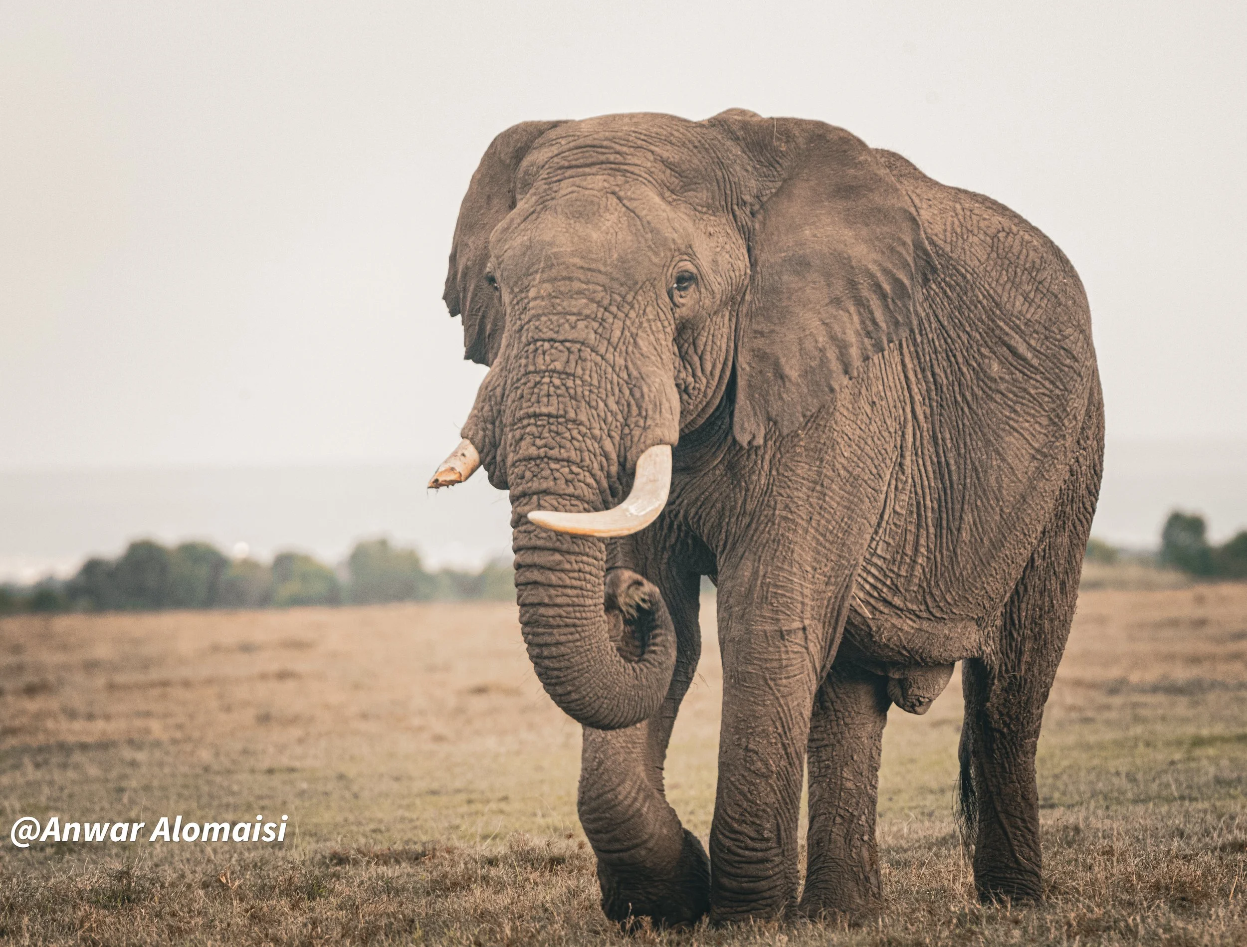 An adult elephant standing on grassy land with distant trees under a light sky.