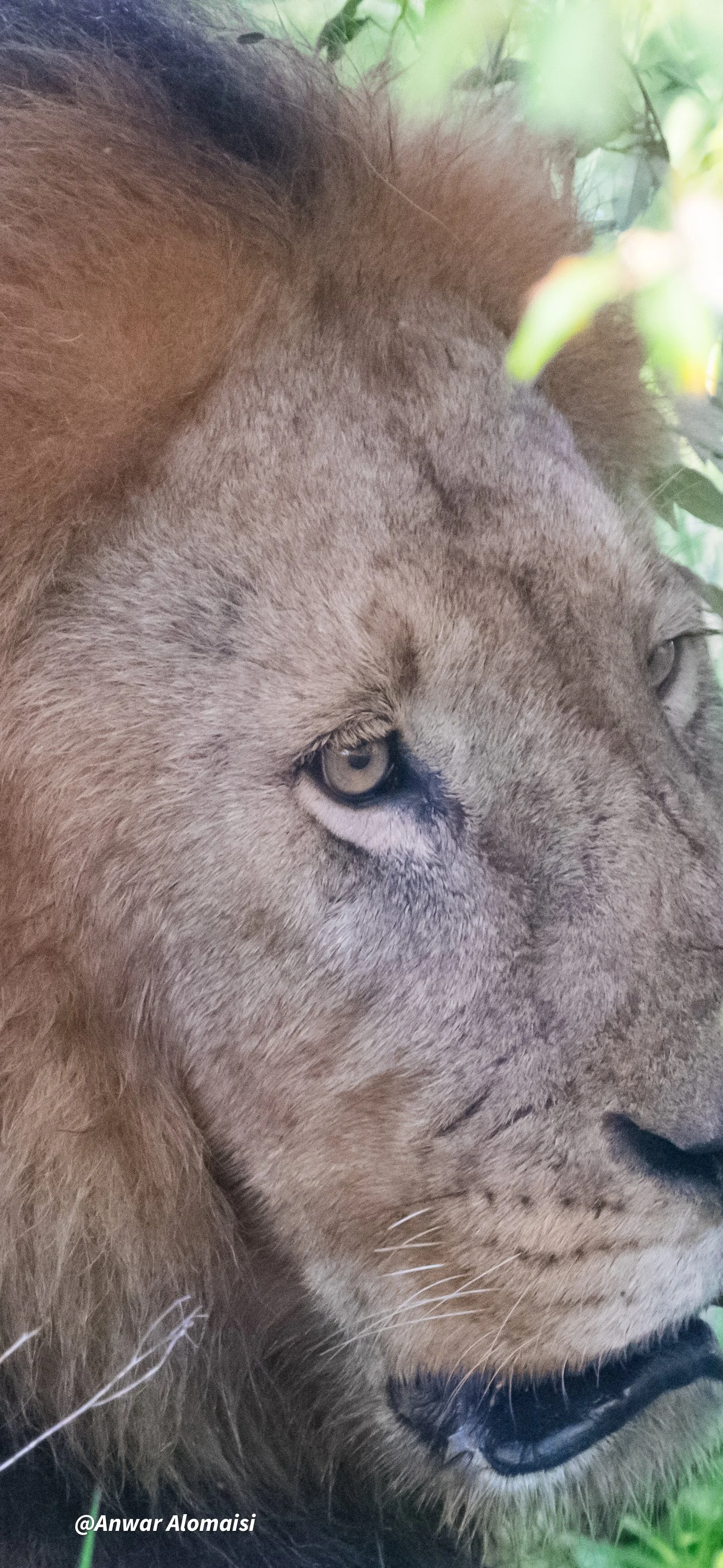 long close up  Male lion  face.jpg