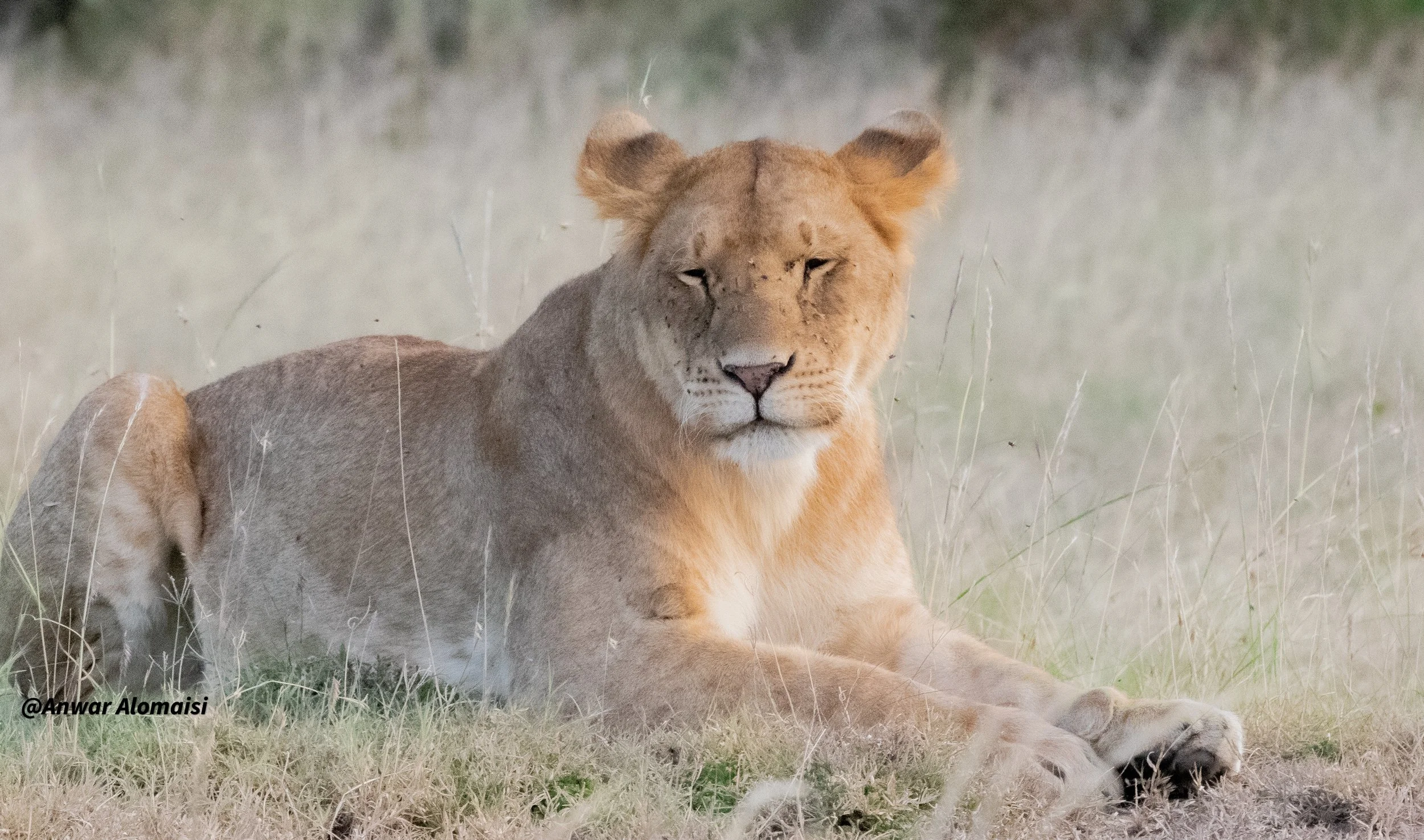 female lion siting1.jpg