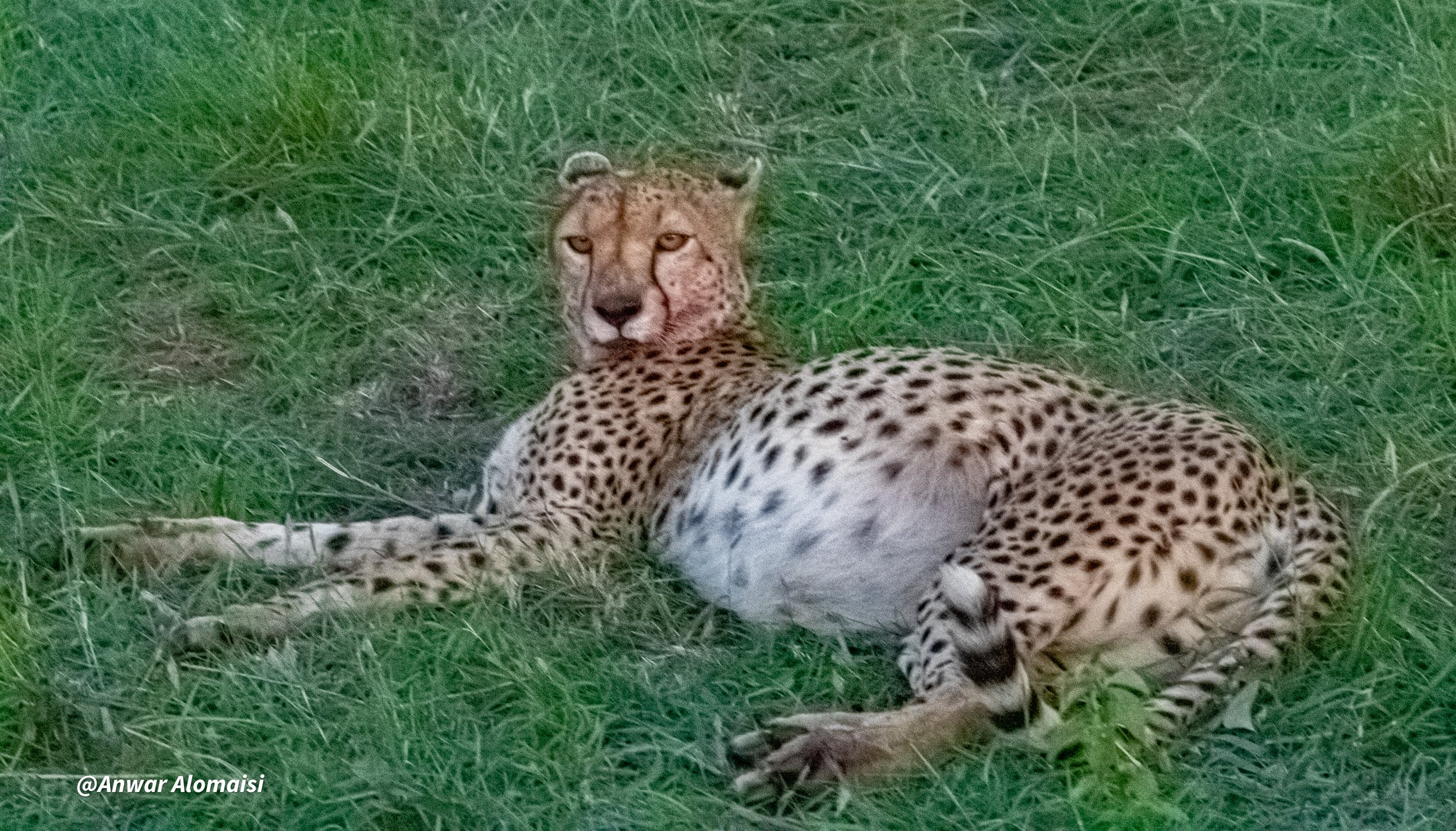  a cheetah is relaxed after a good dinner..jpg