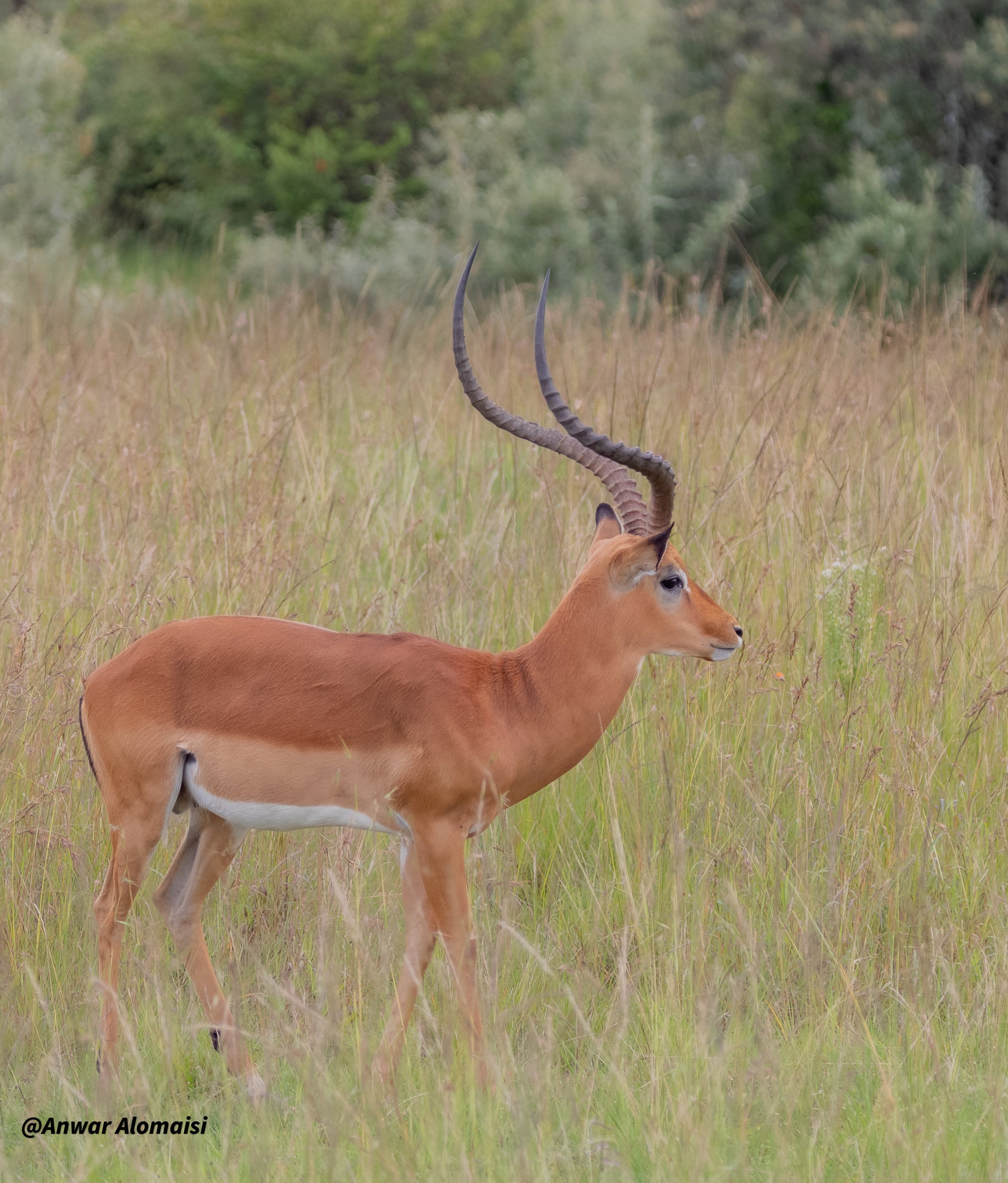 A gazelle with curved horns standing in a grassy field with trees in the background.
