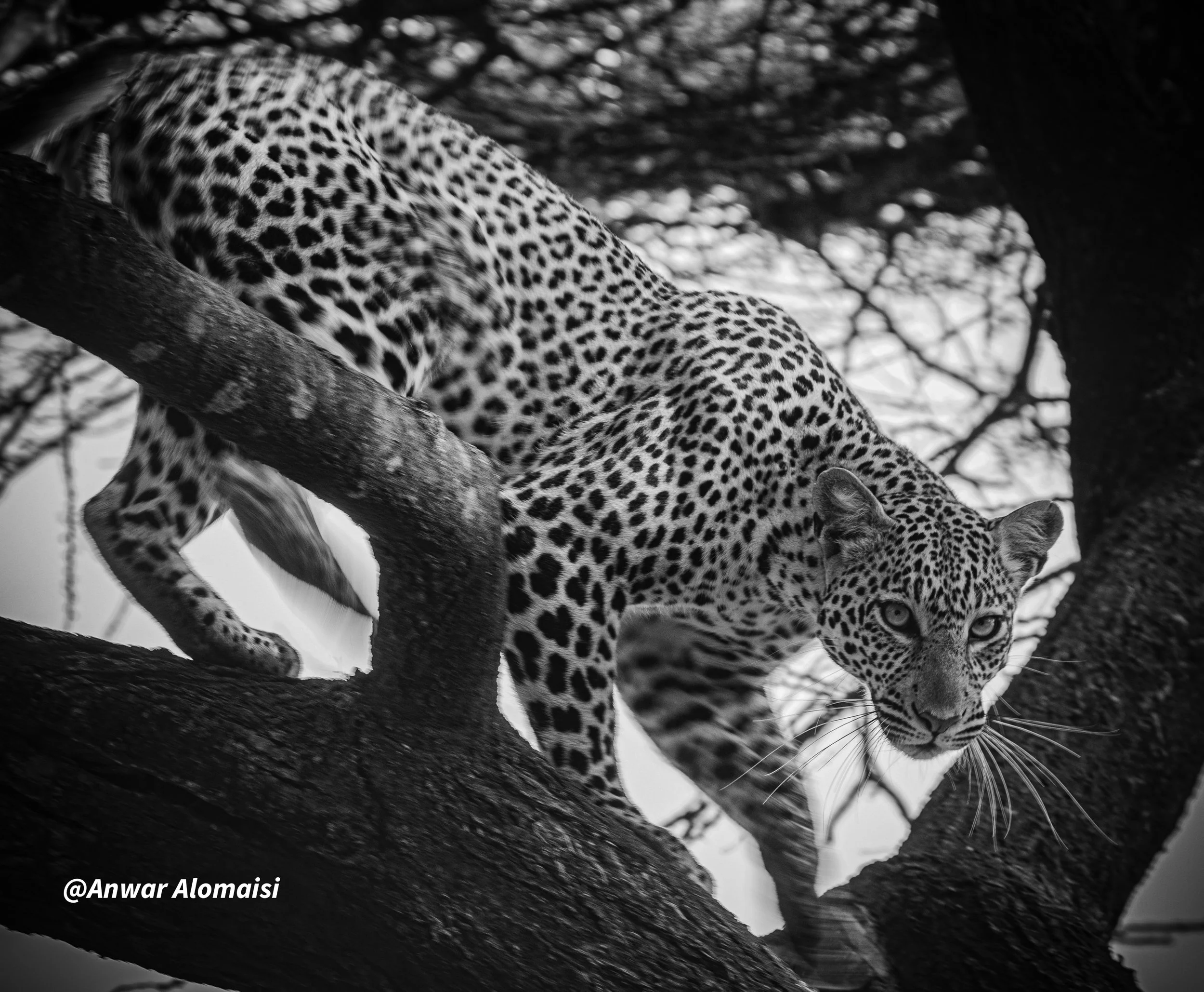A black-and-white photograph of a jaguar perched on a tree branch, looking directly at the camera with intense eyes.