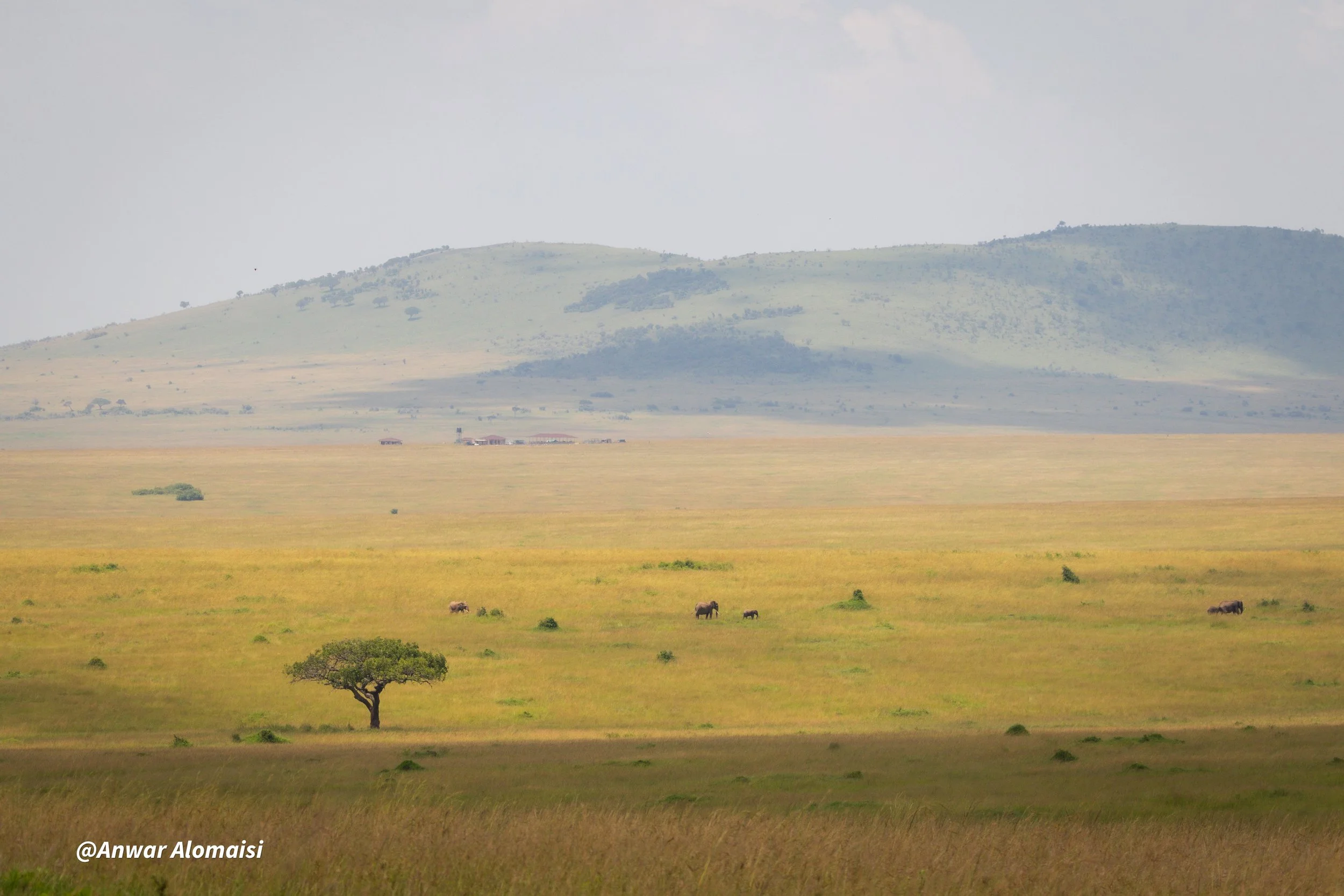 Open grassland with a single tree in the foreground, several elephants scattered across the field, and mountains in the background under a cloudy sky.