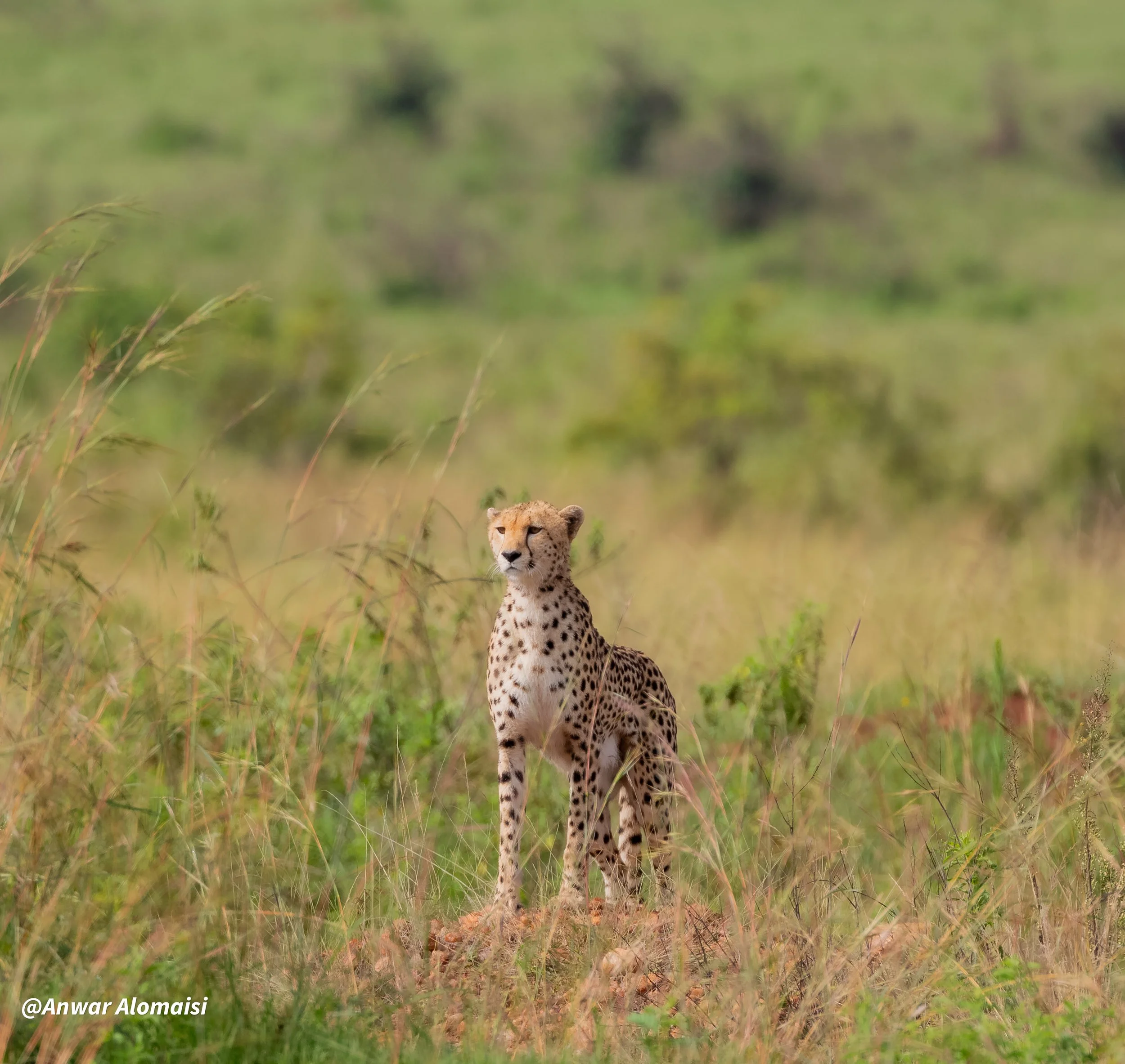  Cheetah photo 4.jpg
