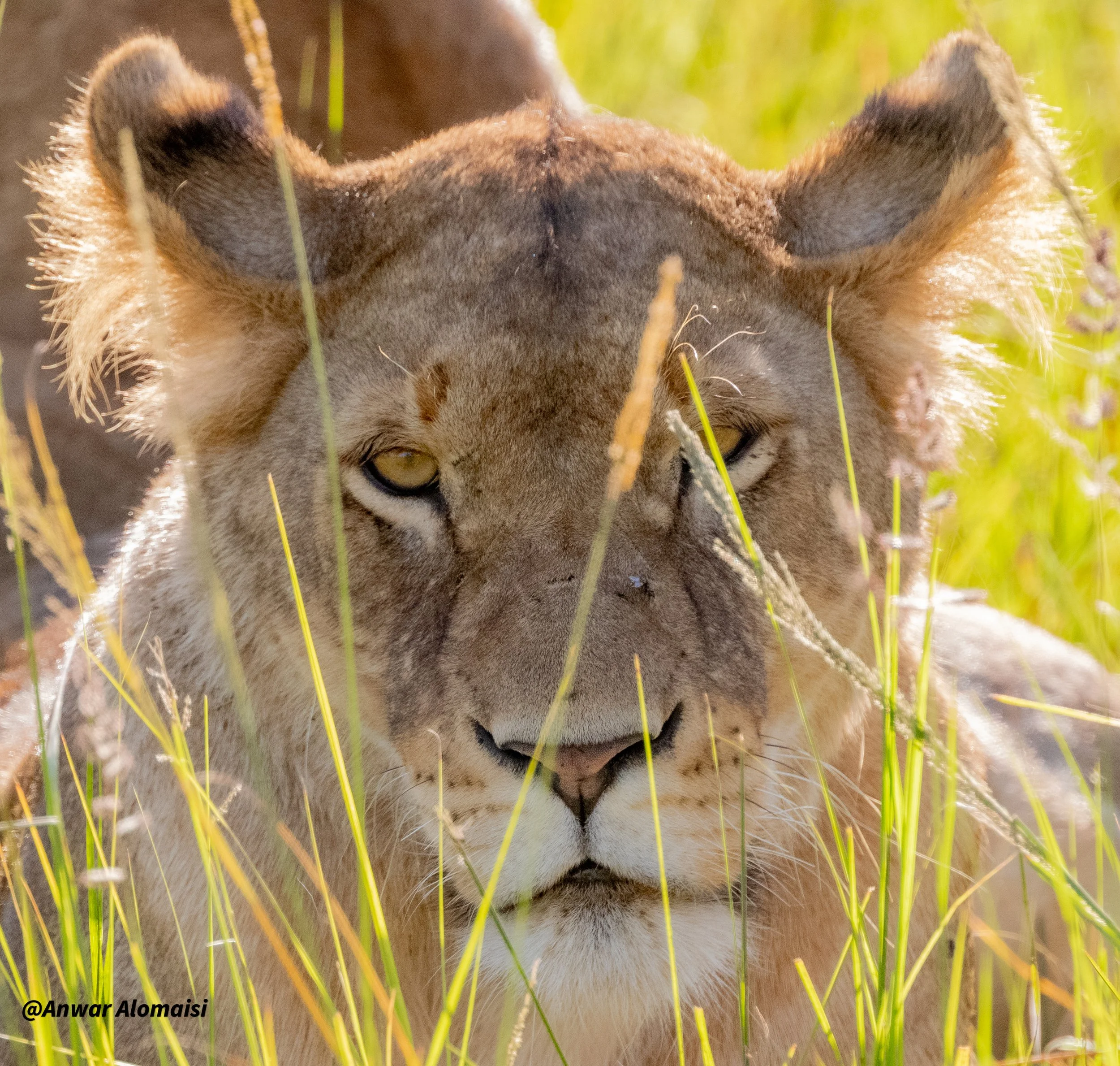 A close-up of a lioness lying in tall grass, looking directly at the camera with a calm expression.