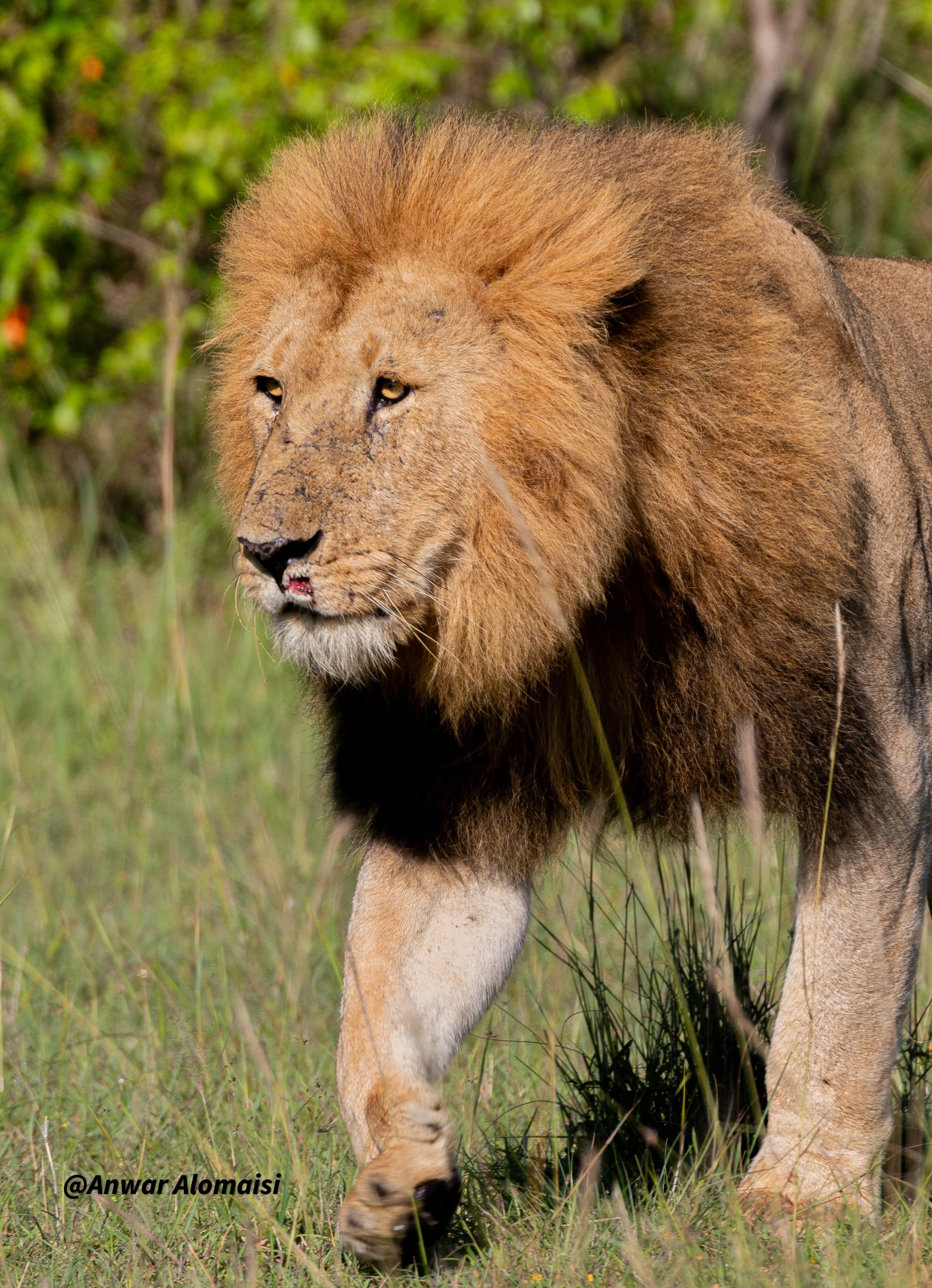 The king walking1.jpg