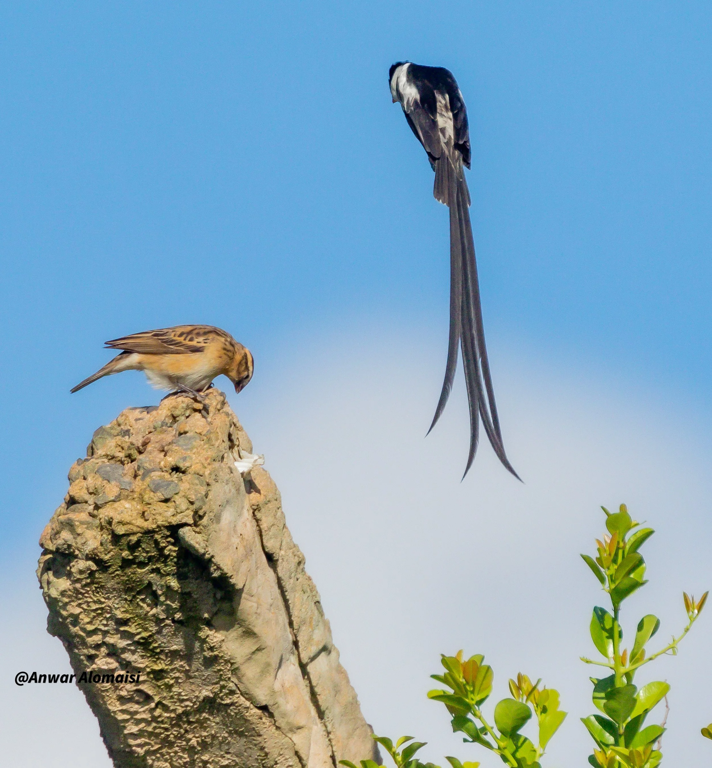pin-taoled whydah and the female head down.jpg