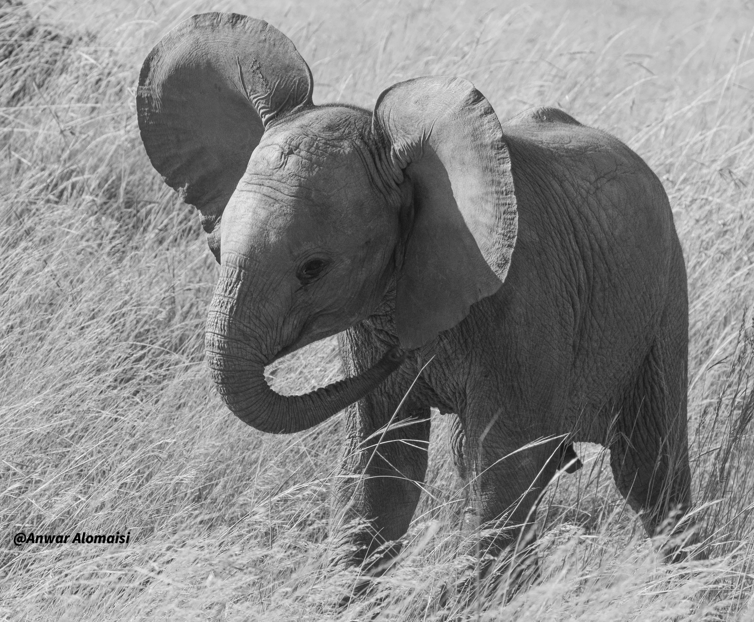 baby elephent.jpg